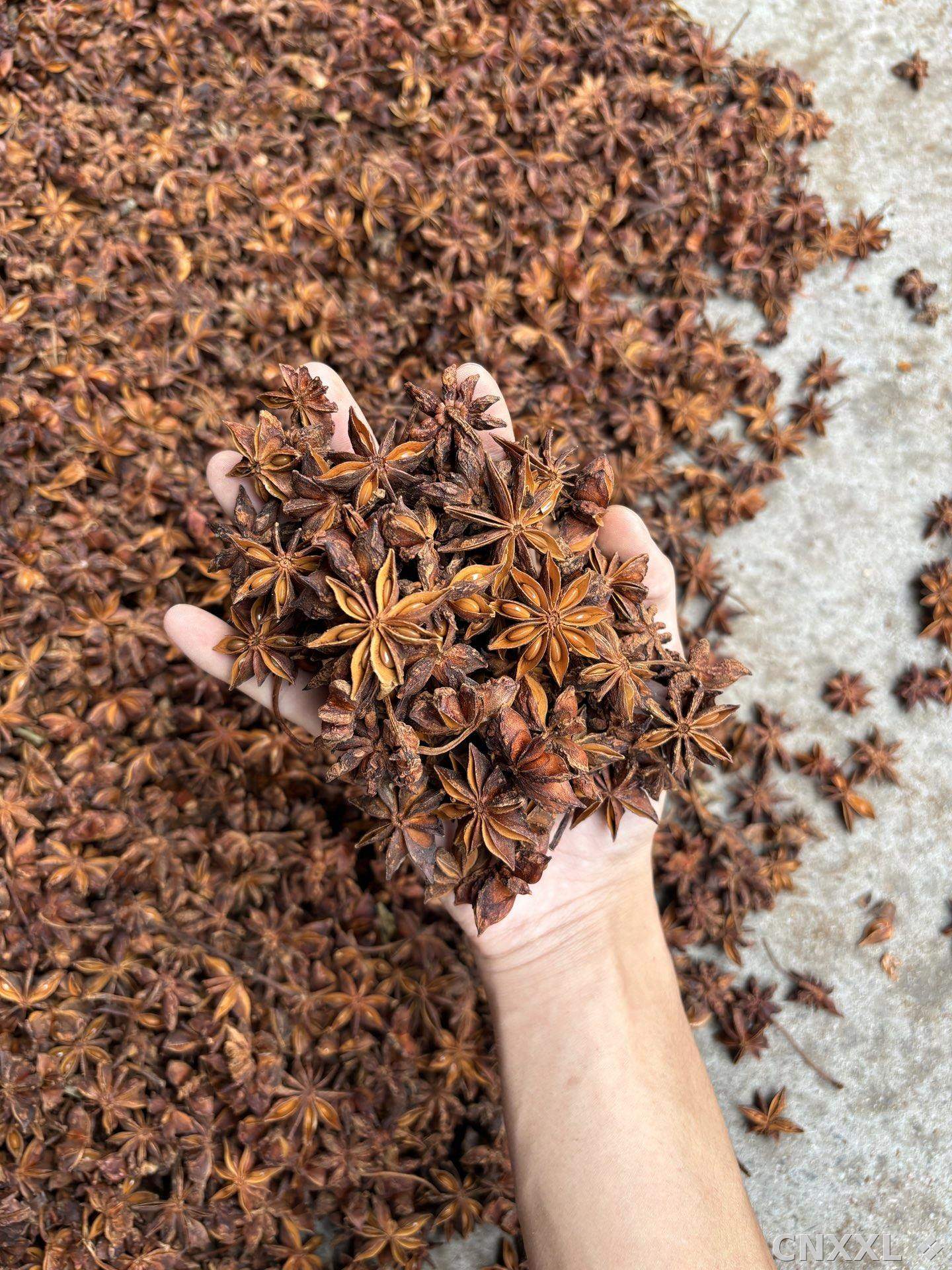 spice_5391075_101eff3b_2.jpg
