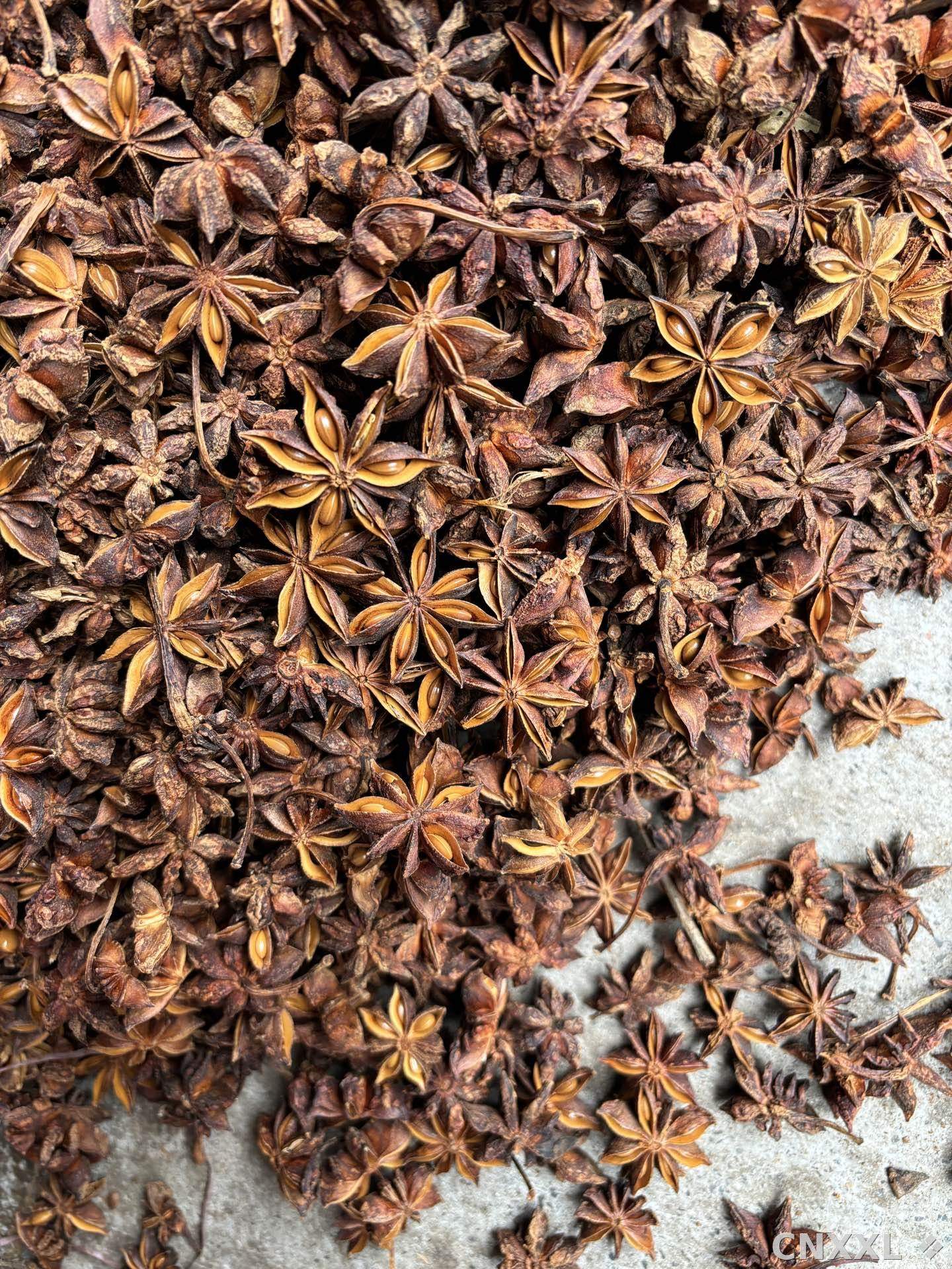 spice_5391075_d20e252a_3.jpg