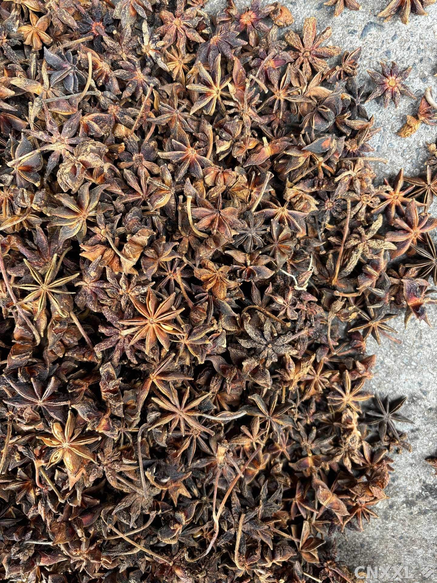 spice_5391077_1c9bb68c_1.jpg
