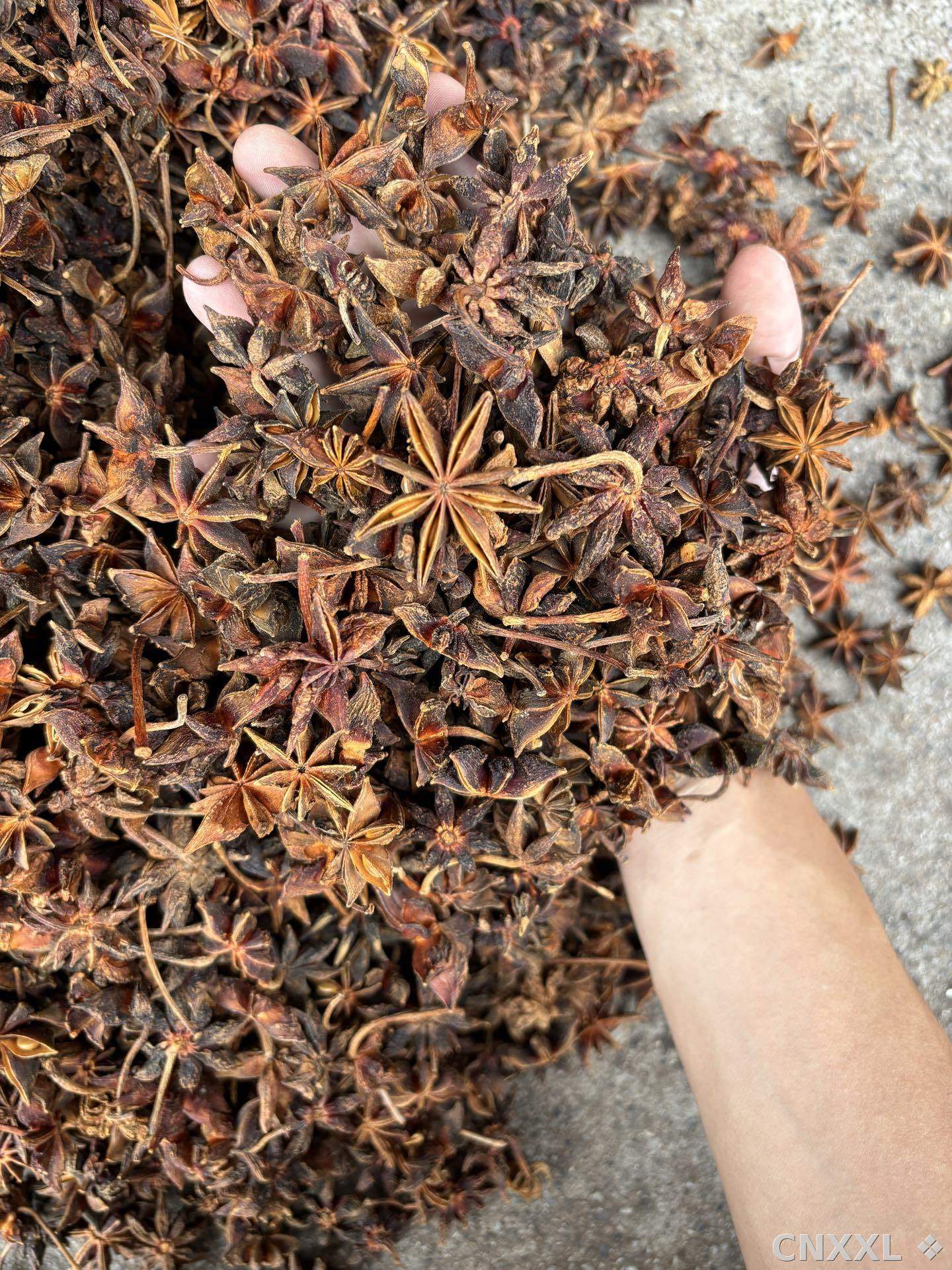 spice_5391077_7f52ae9d_3.jpg