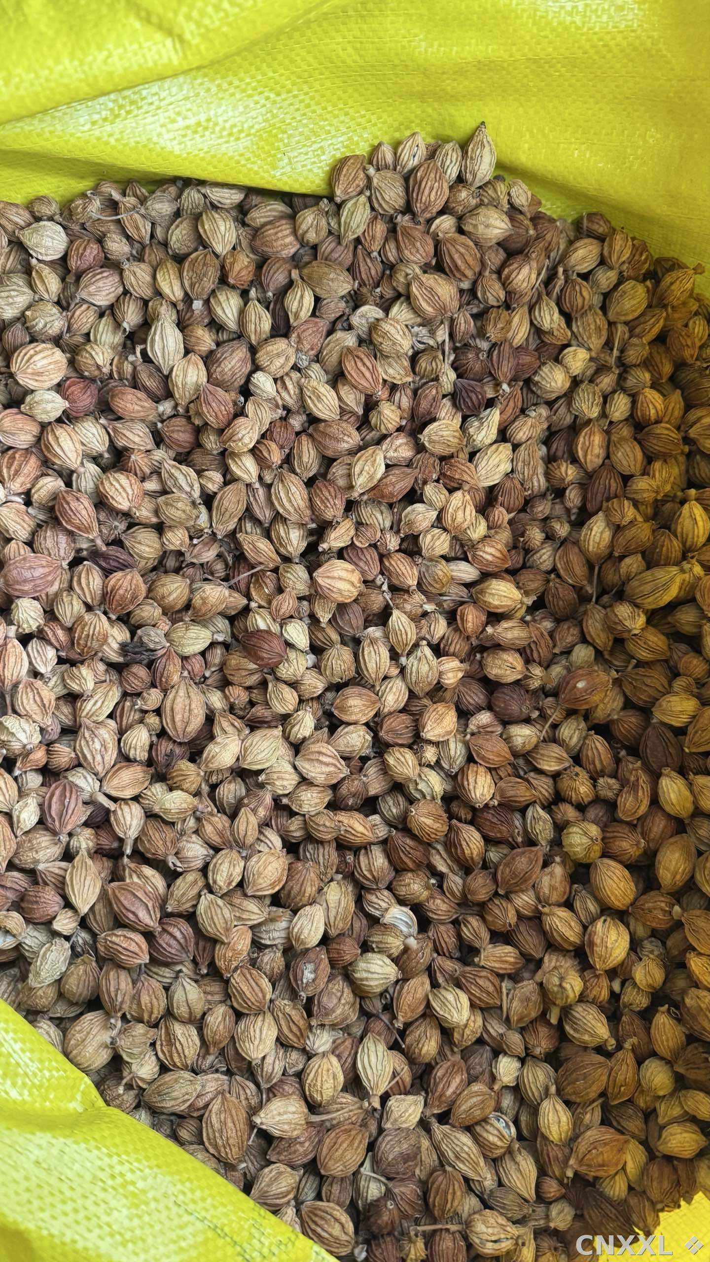 spice_5403312_f5b7ad97_2.jpg