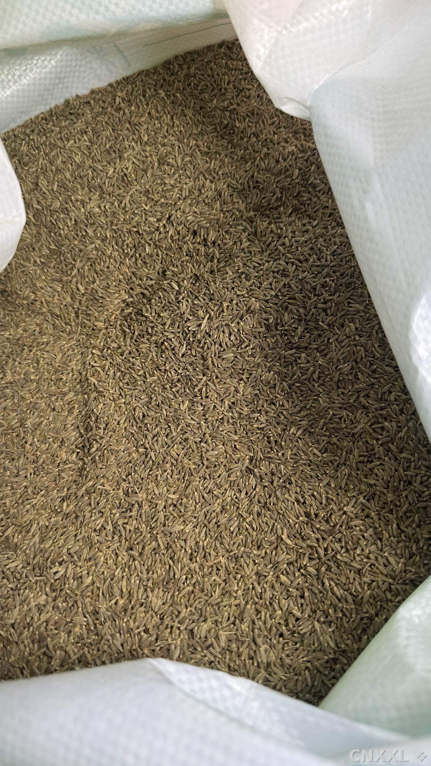 spice_5403315_c2c4206b_2.jpg