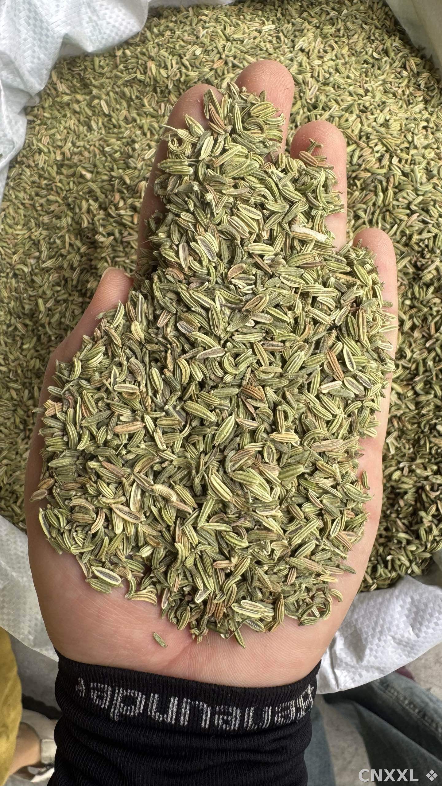 spice_5403317_4de23278_2.jpg