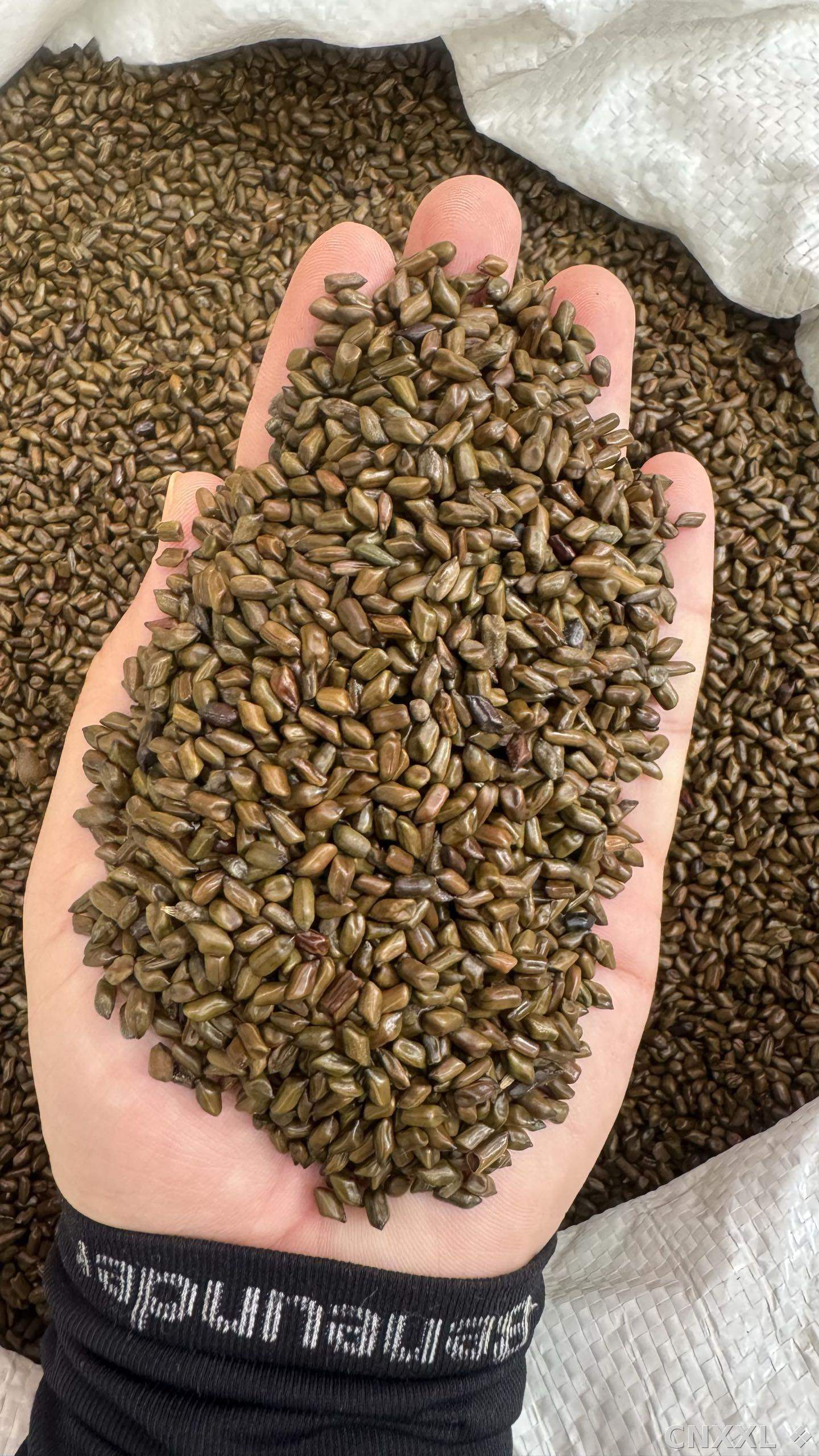 spice_5403319_b5531cde_2.jpg