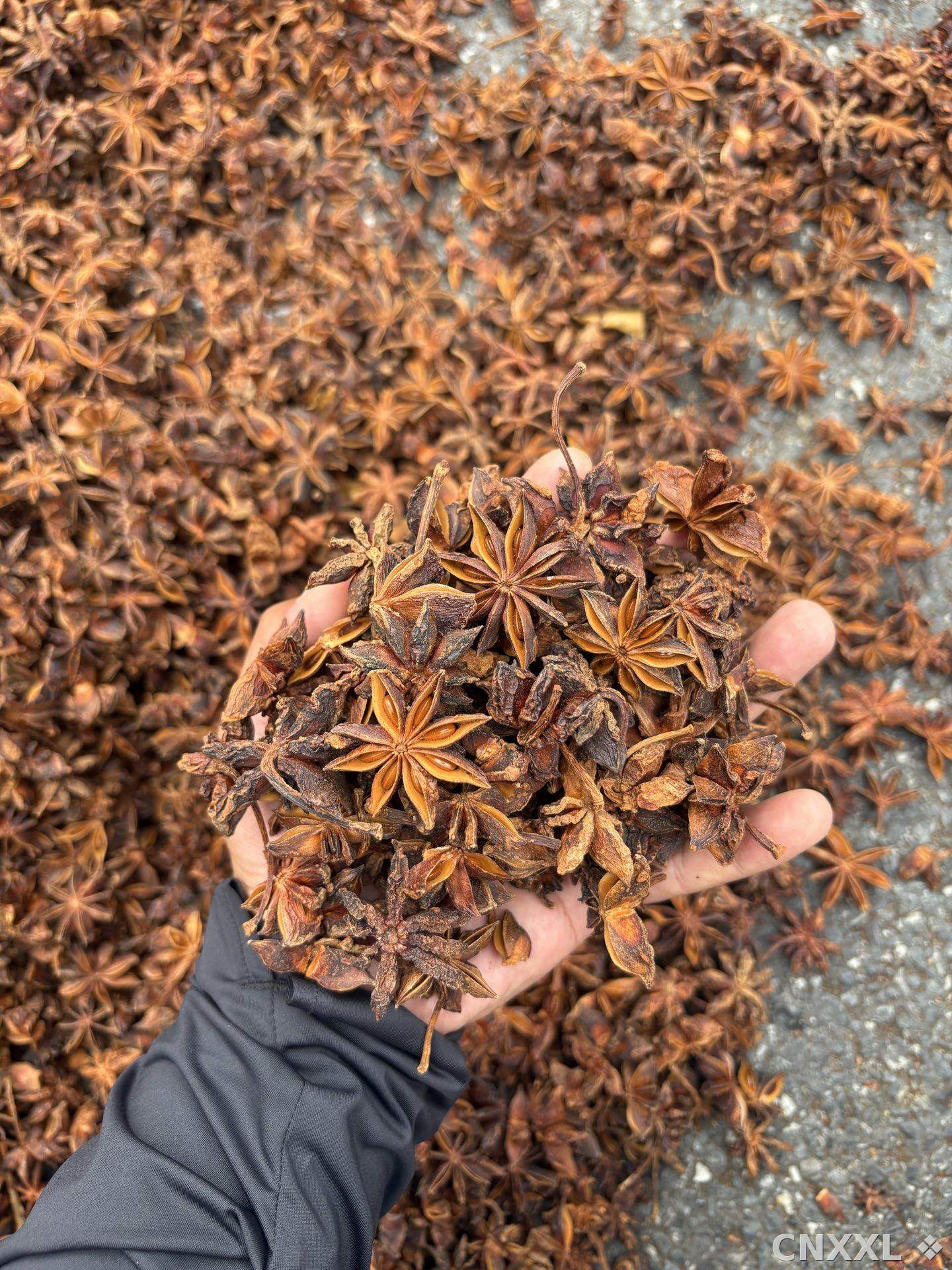 spice_5403335_c8aaaeae_1.jpg