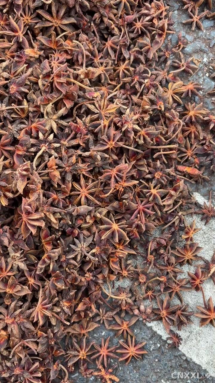 spice_5403347_0942c924_1.jpg