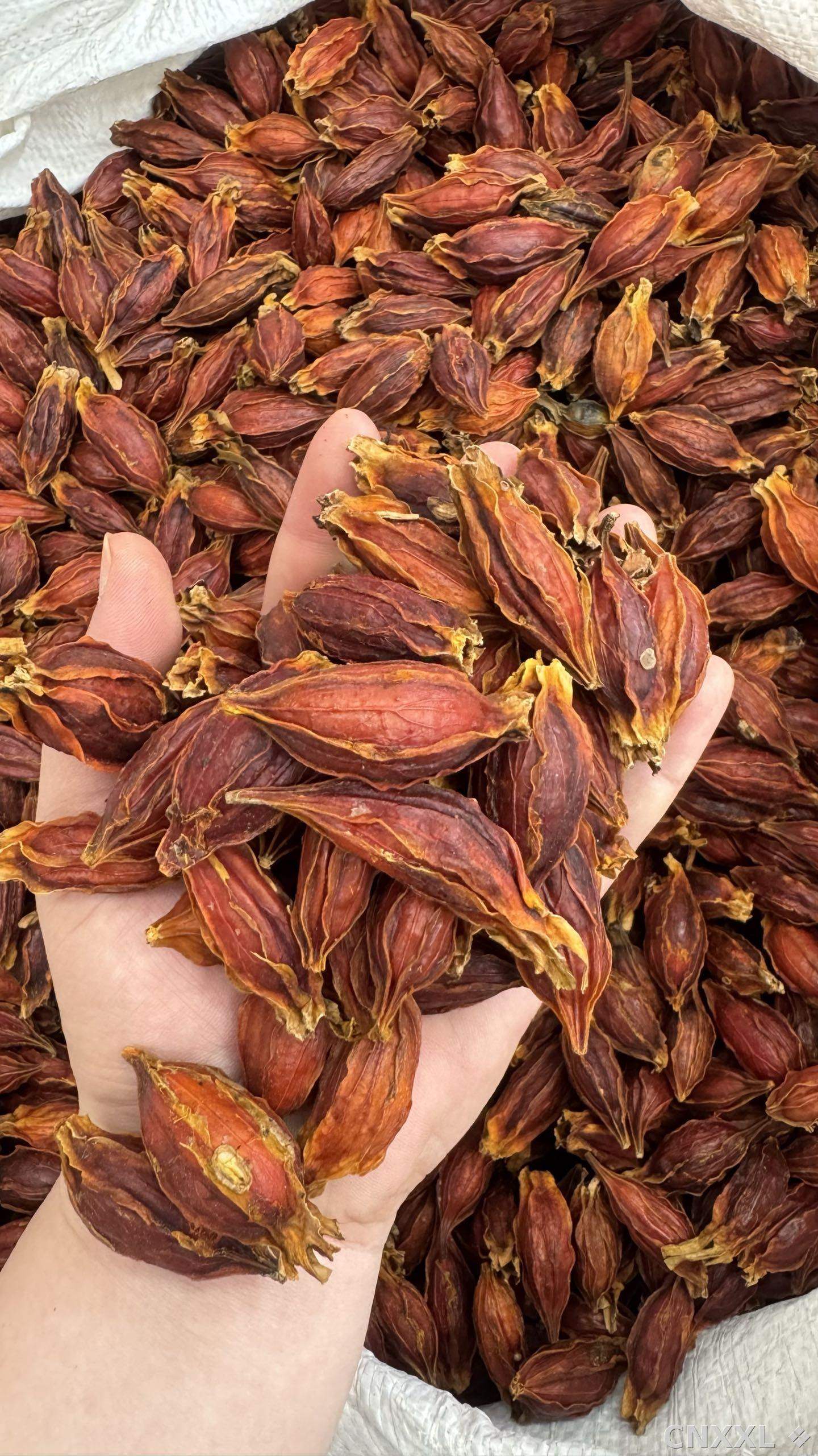 spice_5403638_ad45e6d2_2.jpg