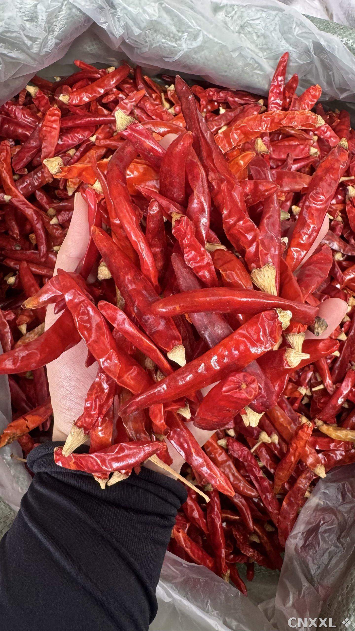 spice_5403660_44e4bc2f_2.jpg