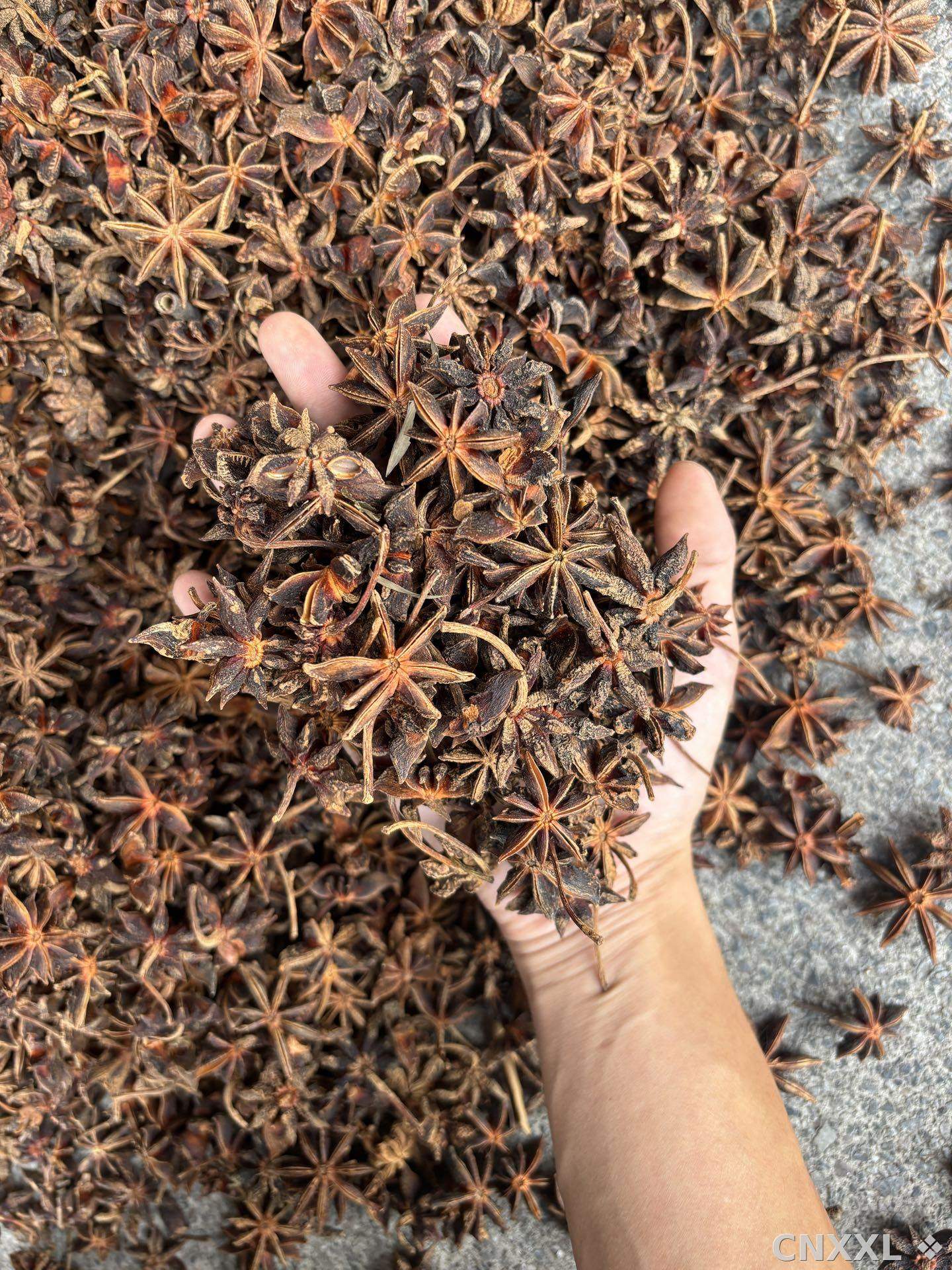spice_5495981_abafe4ca_2.jpg