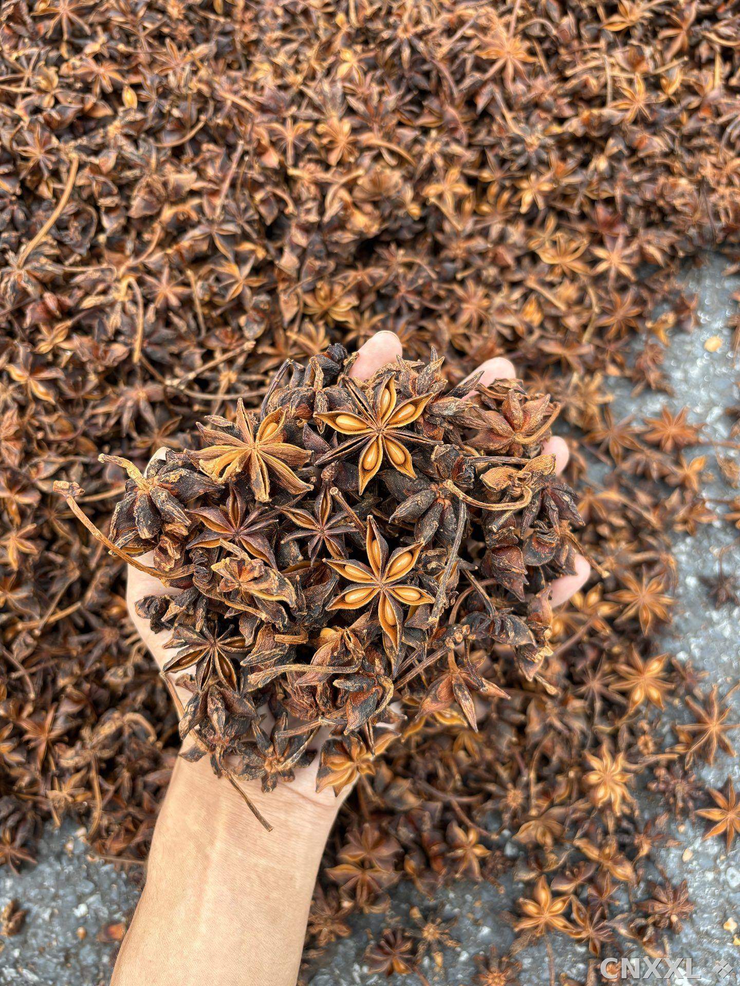 spice_5495982_c269acdd_1.jpg