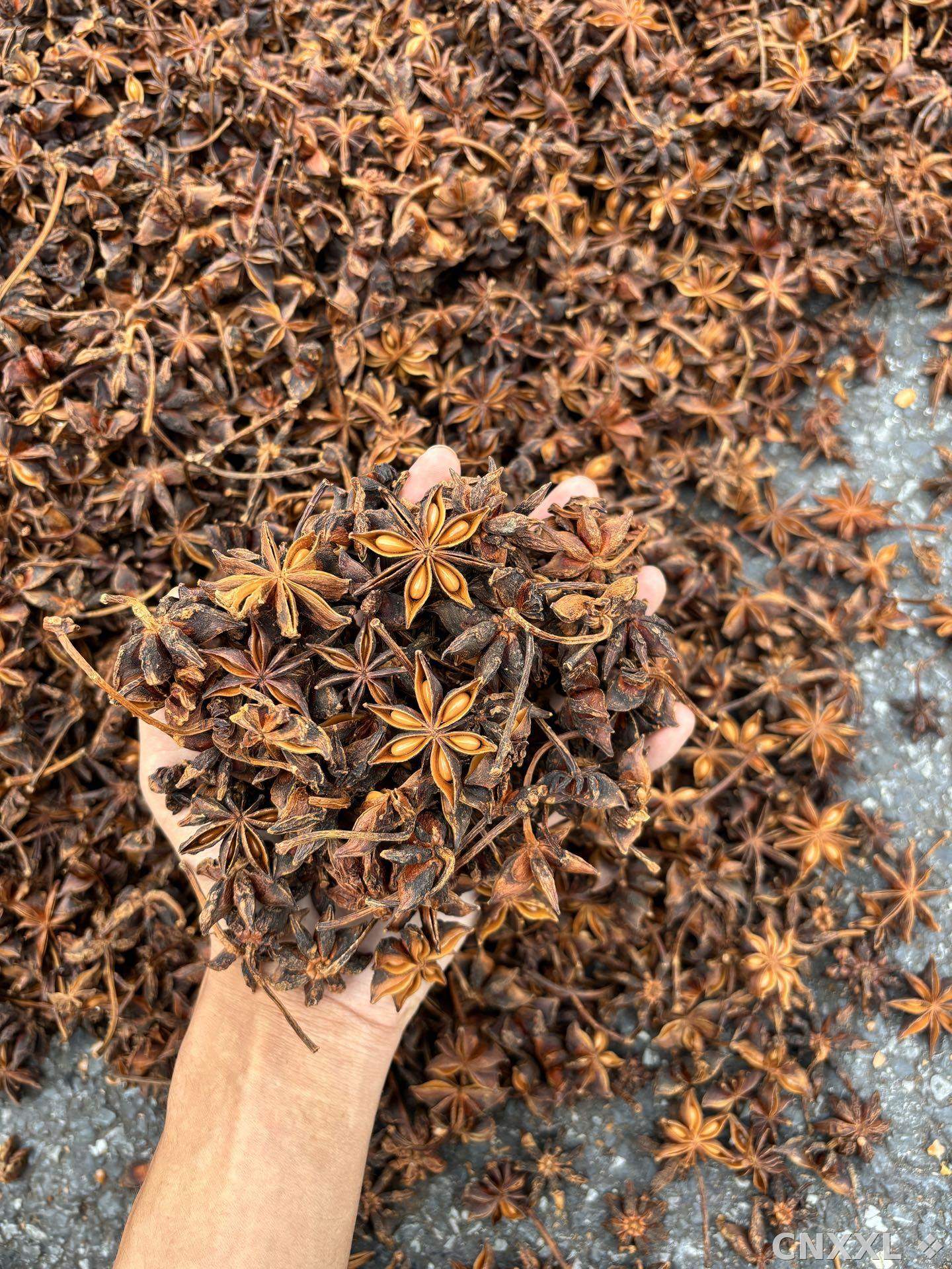 spice_5495982_ce0f0fd5_2.jpg