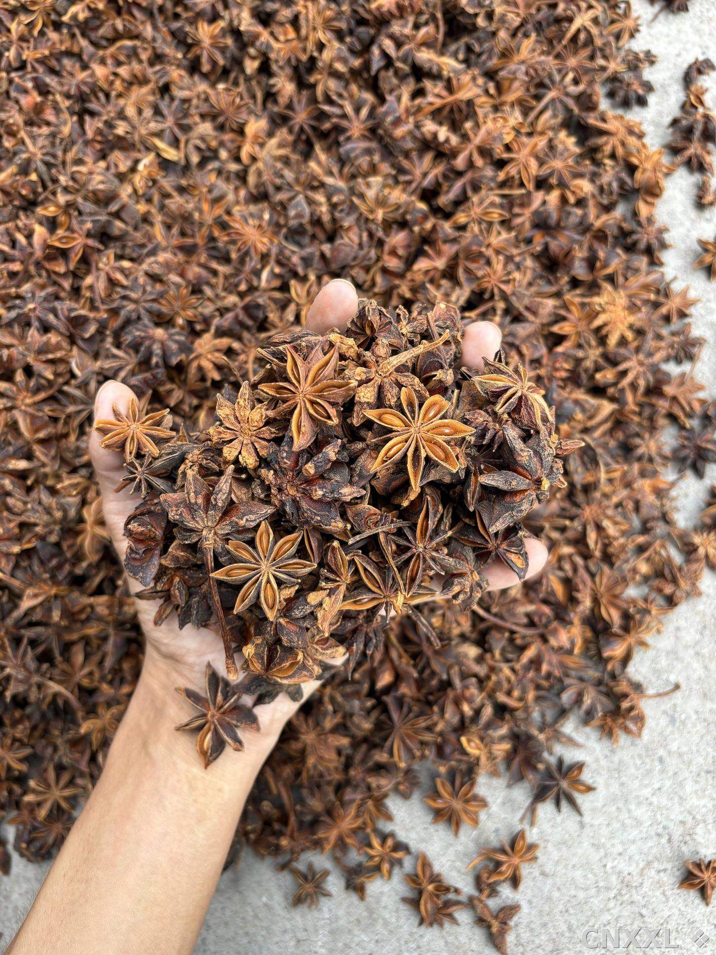 spice_5501147_1a72322d_1.jpg