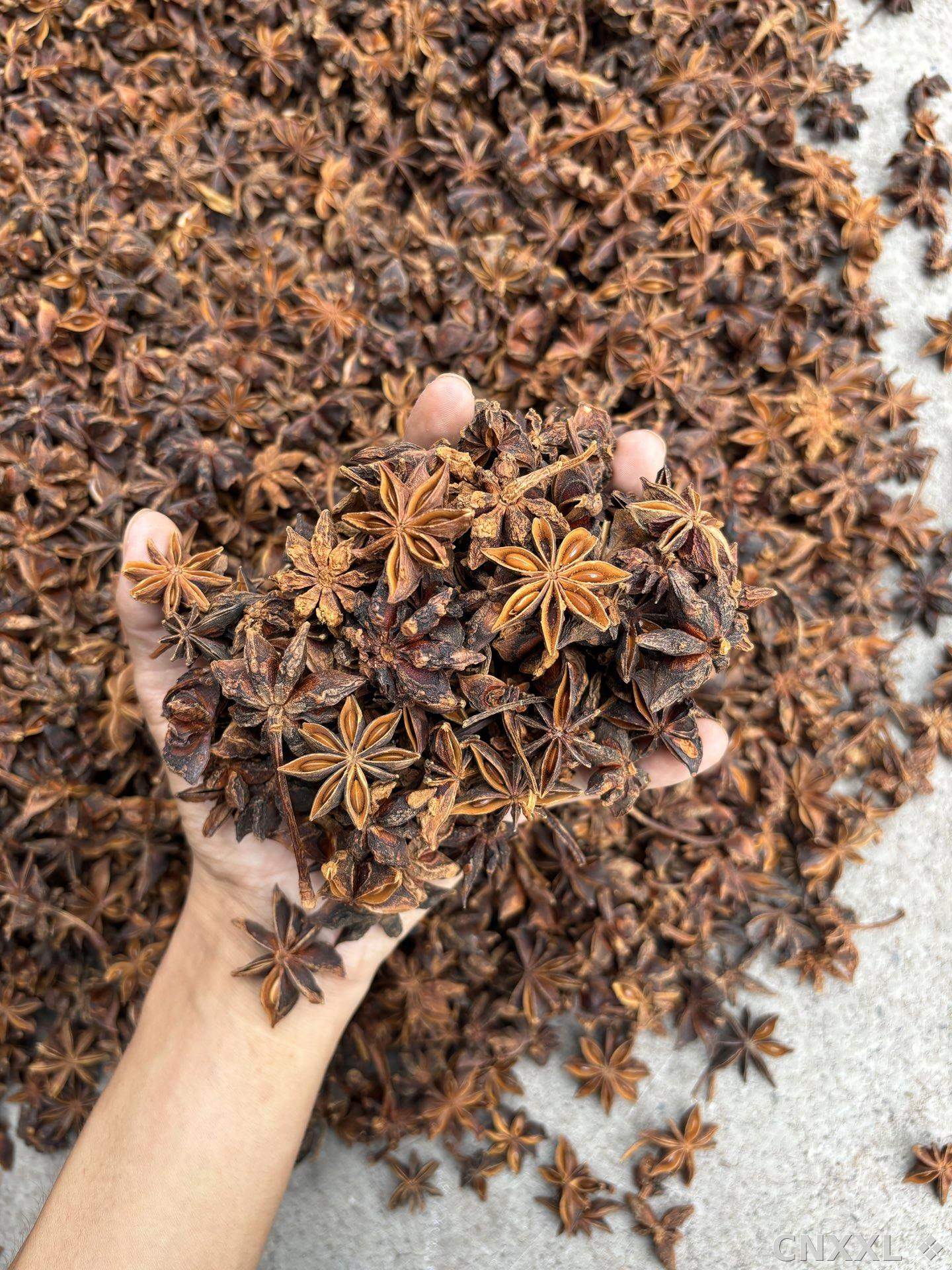spice_5501147_ae5f80b0_2.jpg
