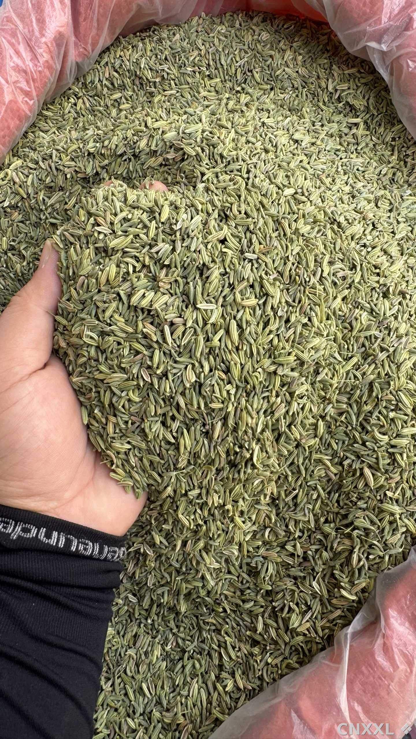 spice_5609302_1fcc1f4c_3.jpg