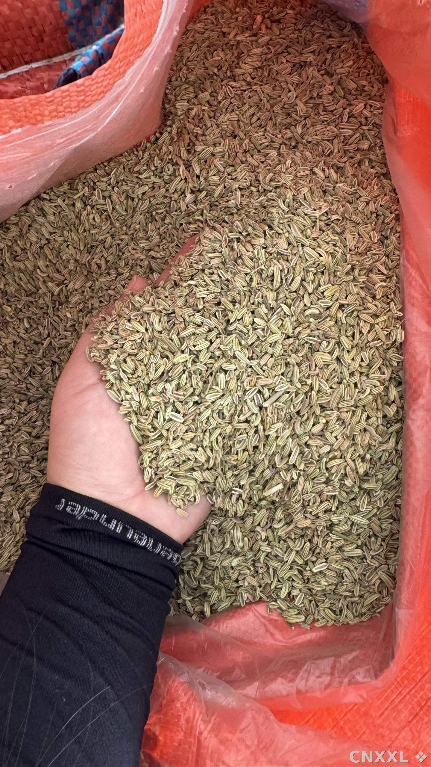 spice_5609303_6e5e0241_3.jpg