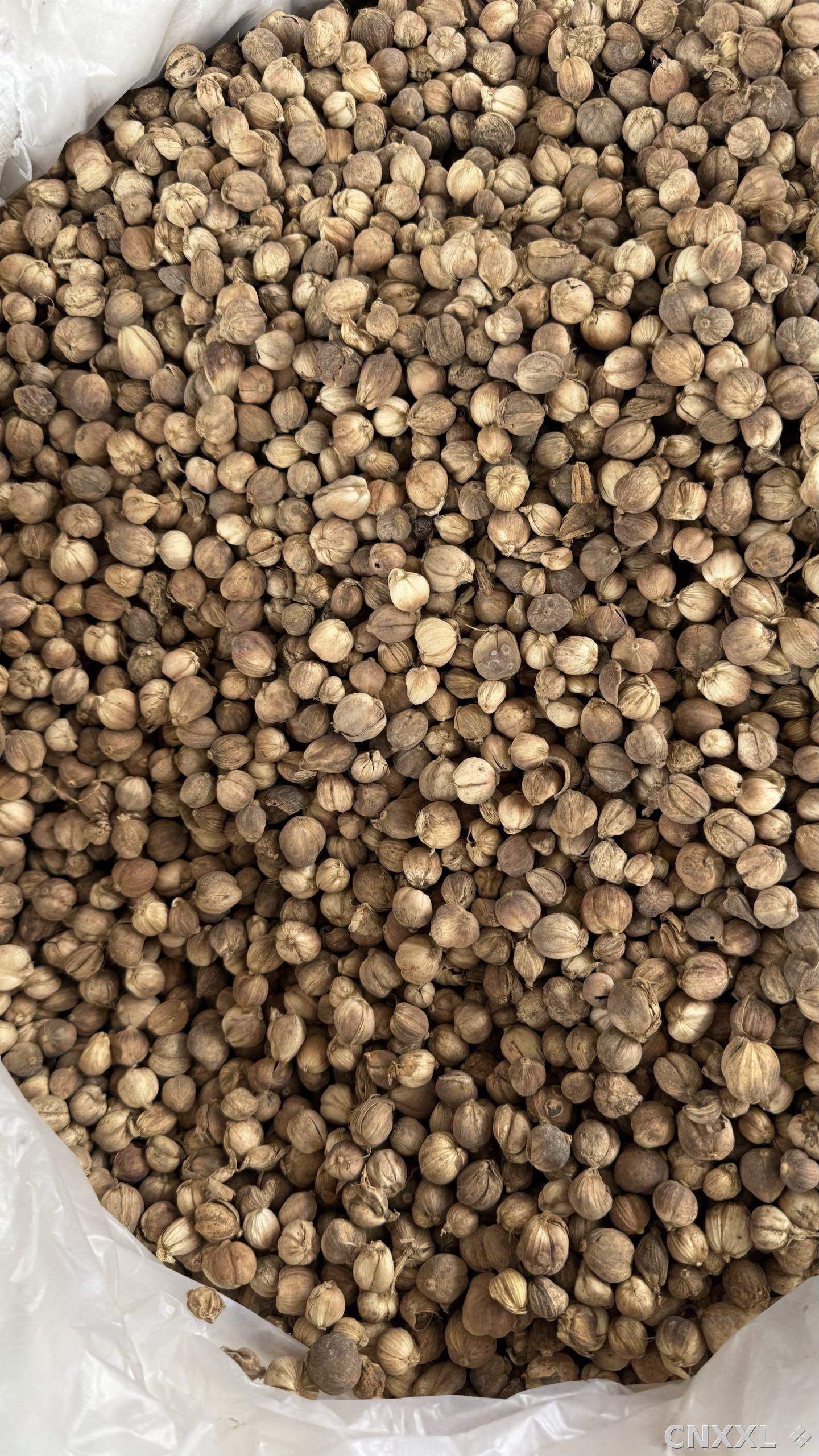 spice_5614465_b9a16945_3.jpg