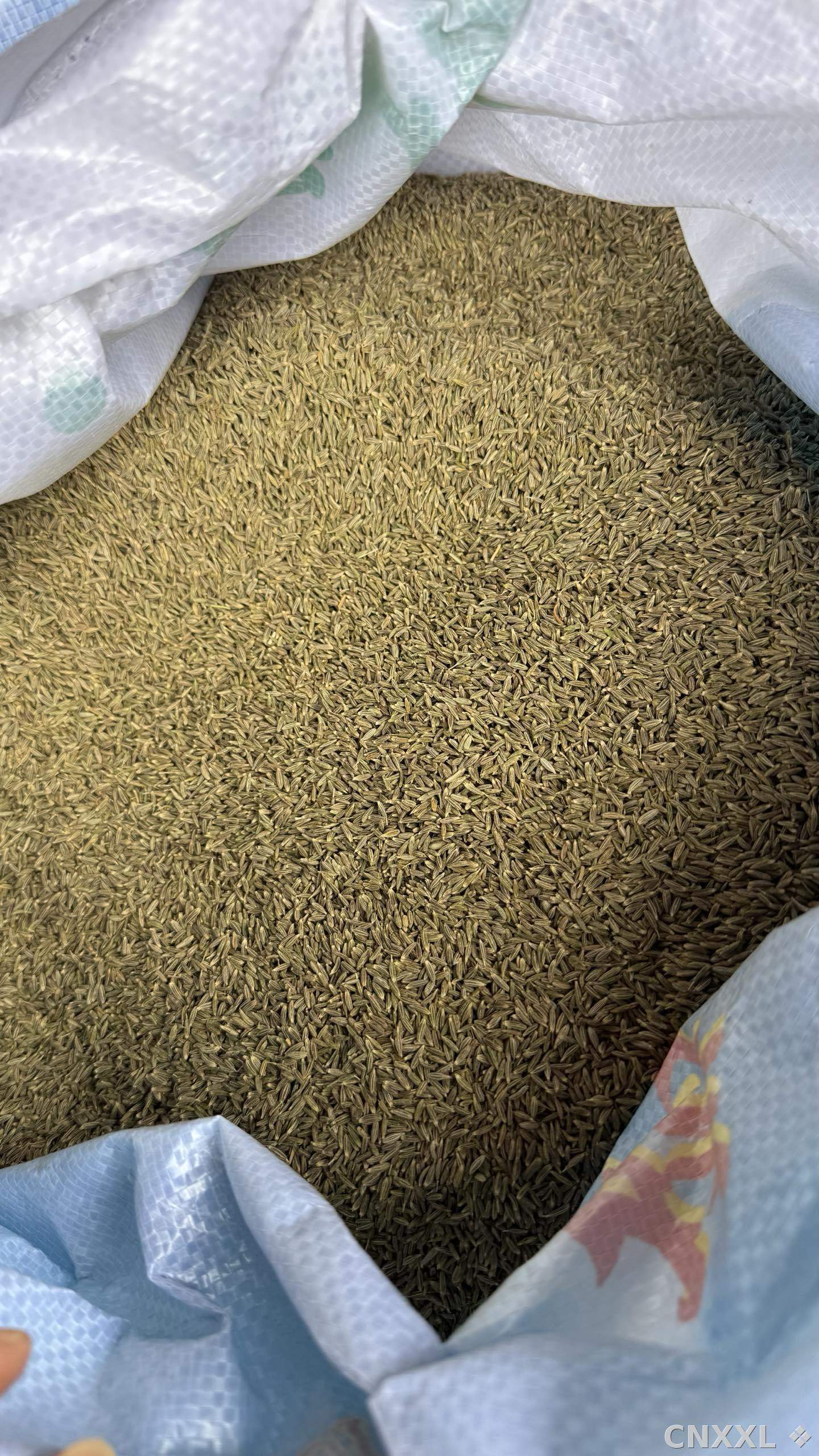 spice_5614466_27d09d4c_2.jpg