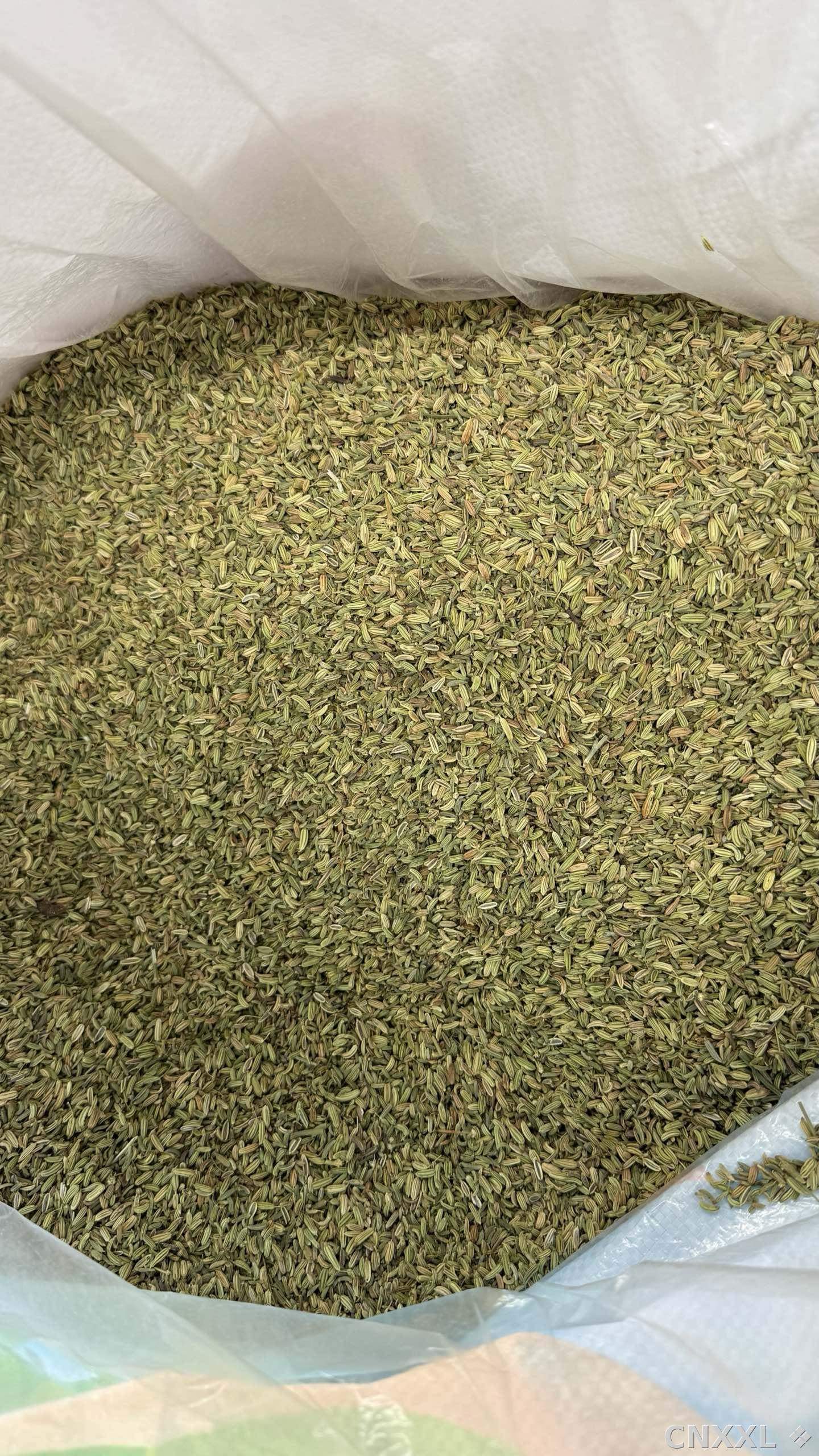 spice_5619607_c4cbc3ba_2.jpg