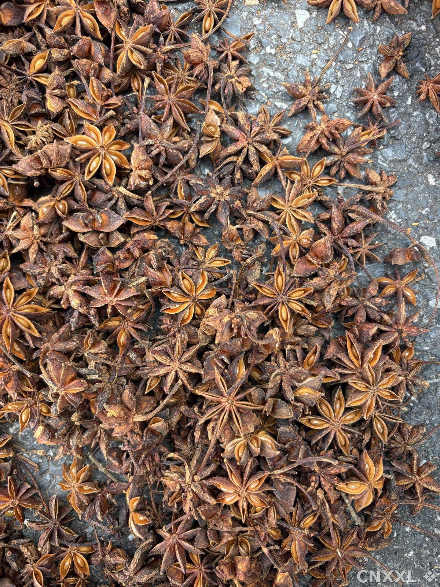 spice_5707220_358f7332_3.jpg