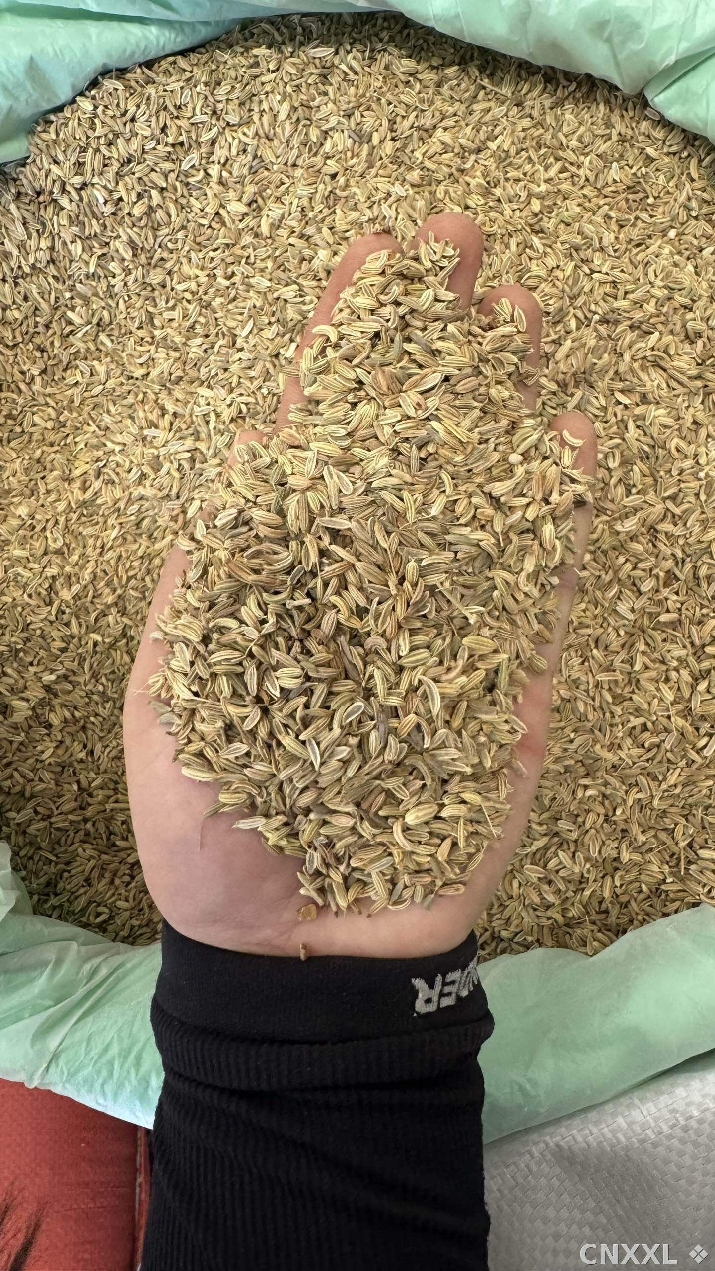 spice_5717537_f0ec8fa0_2.jpg