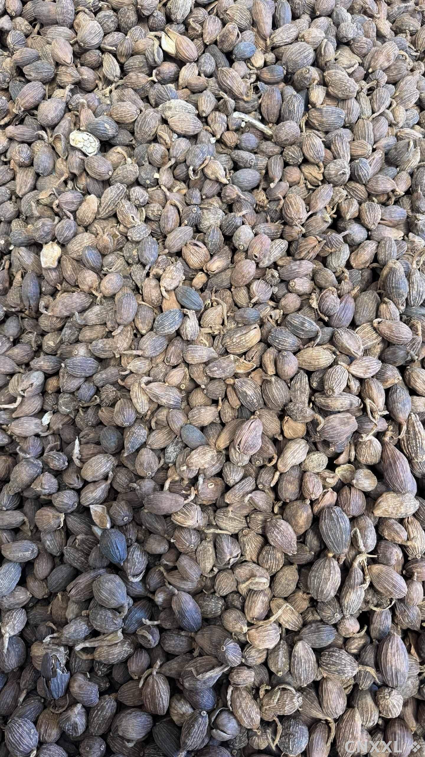 spice_5717538_1ccd0e02_3.jpg