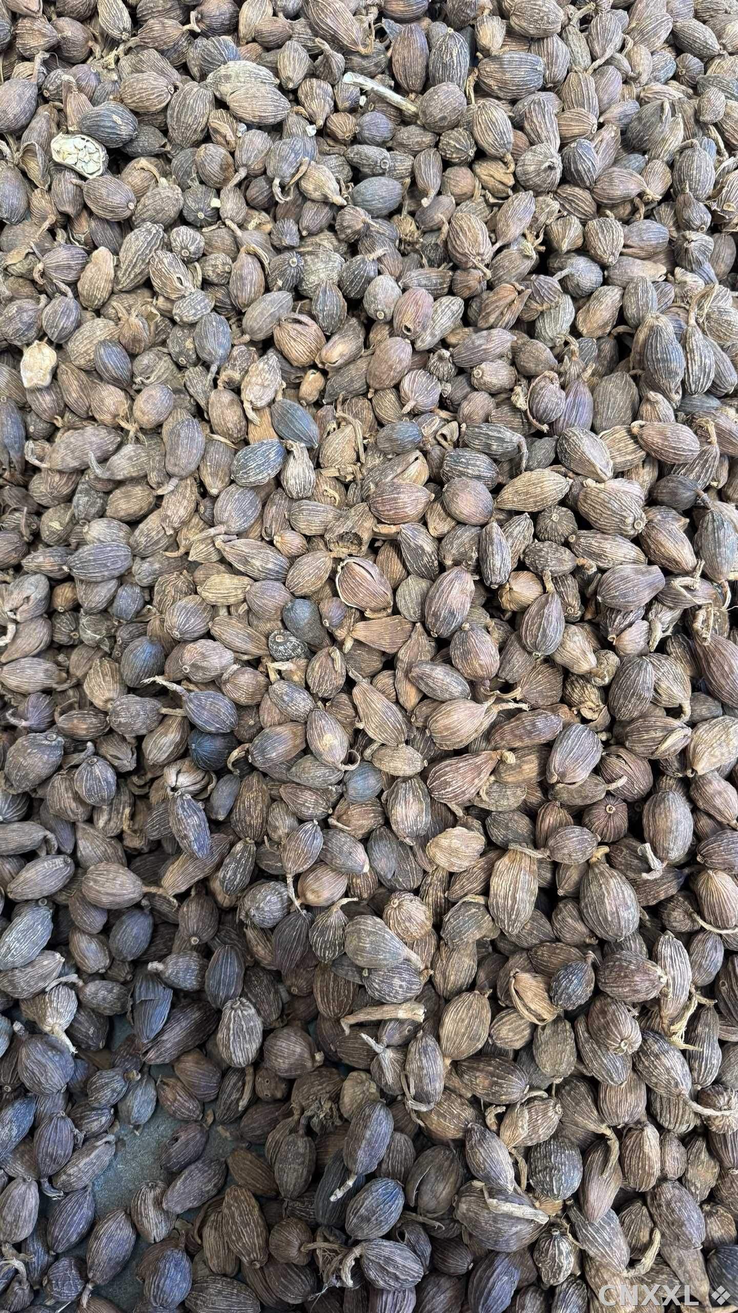 spice_5717538_eca70cda_2.jpg