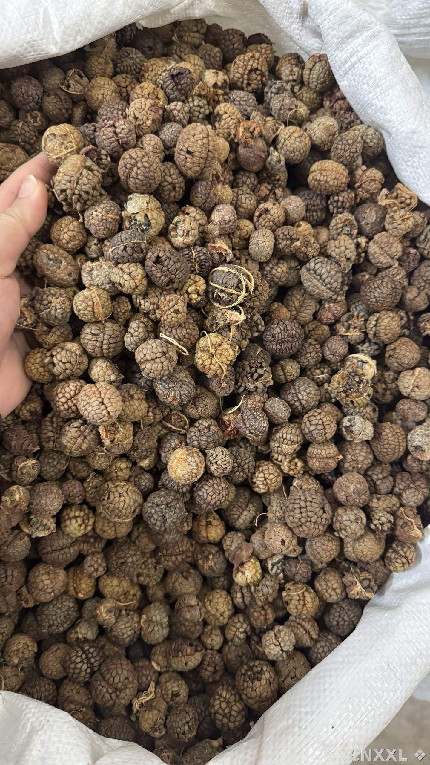spice_5717539_3a383d24_3.jpg