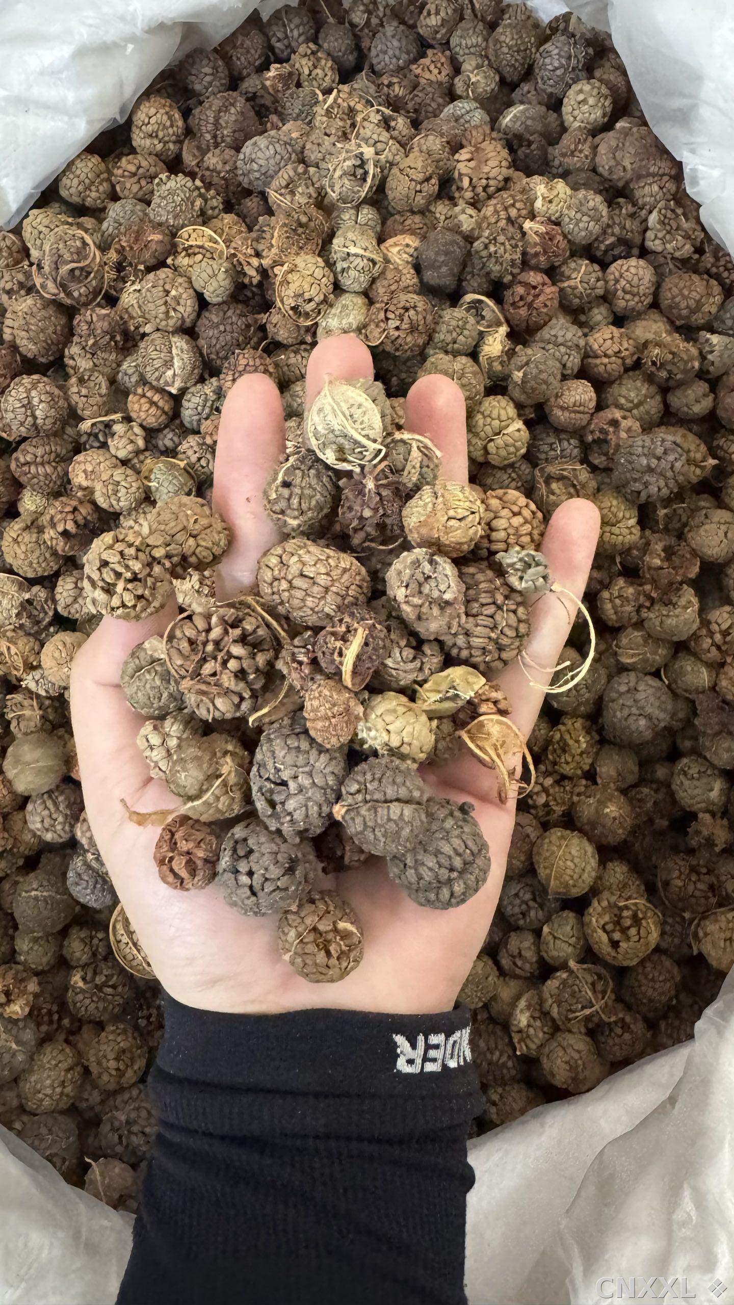 spice_5717539_8f7b742d_1.jpg