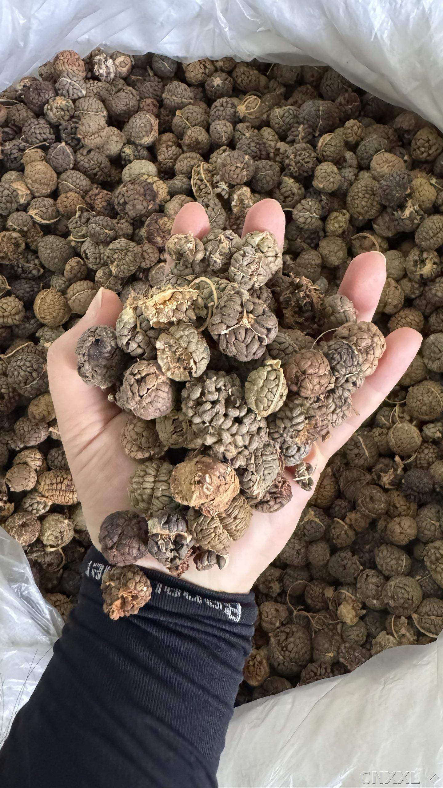 spice_5717540_90c5ea63_2.jpg