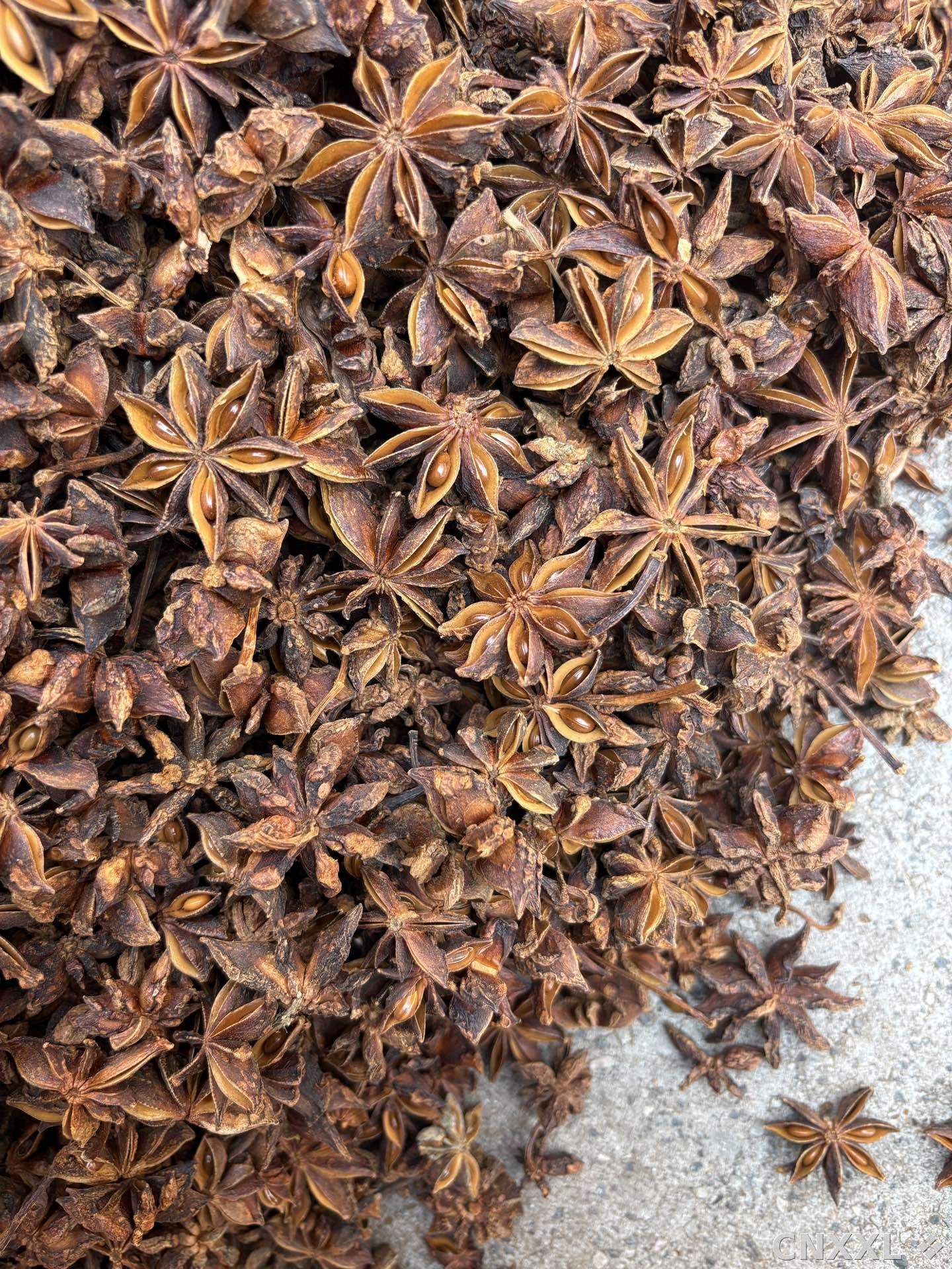spice_5738184_b2c8da4d_3.jpg