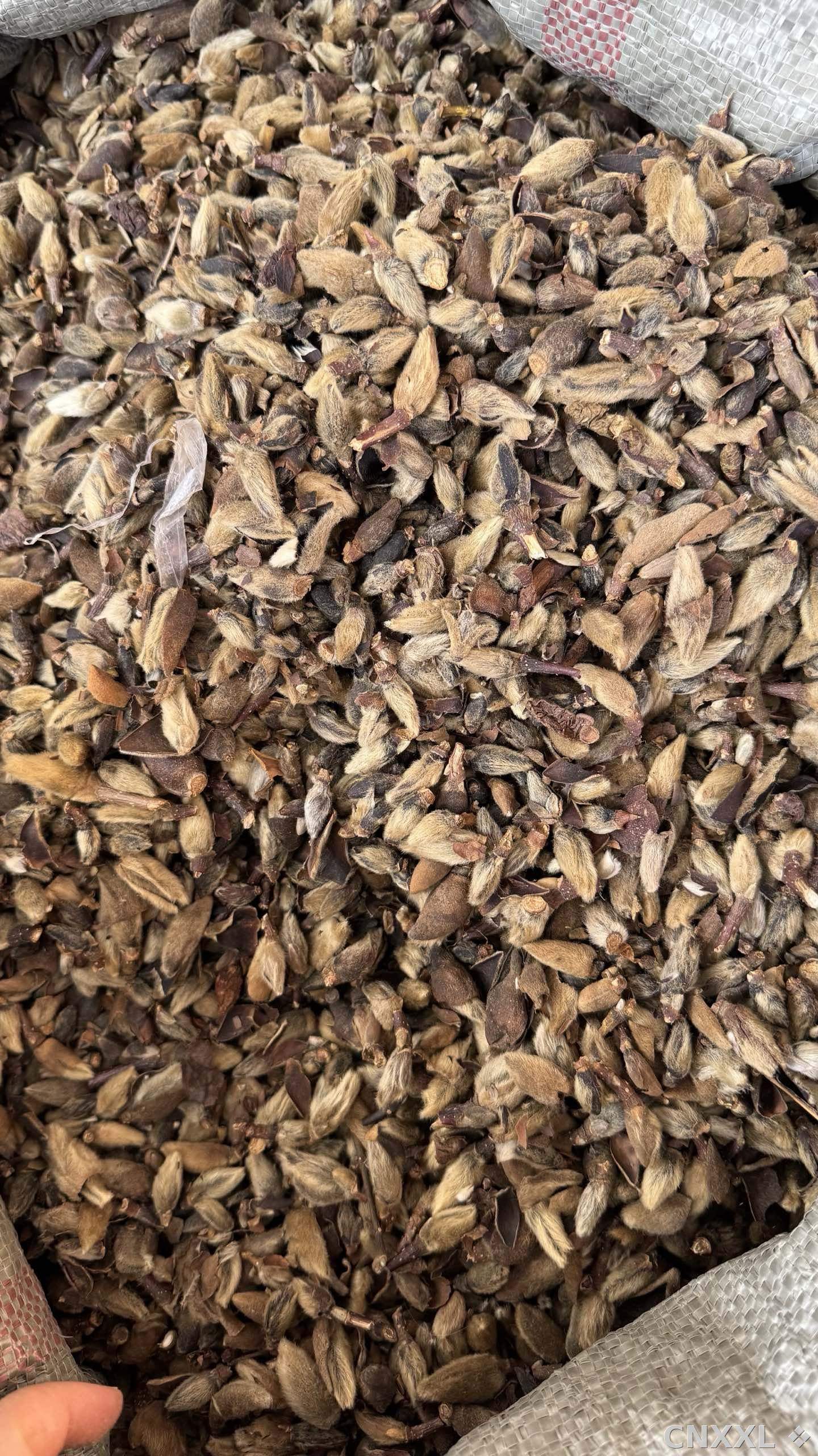 spice_5784644_4430e5b7_3.jpg