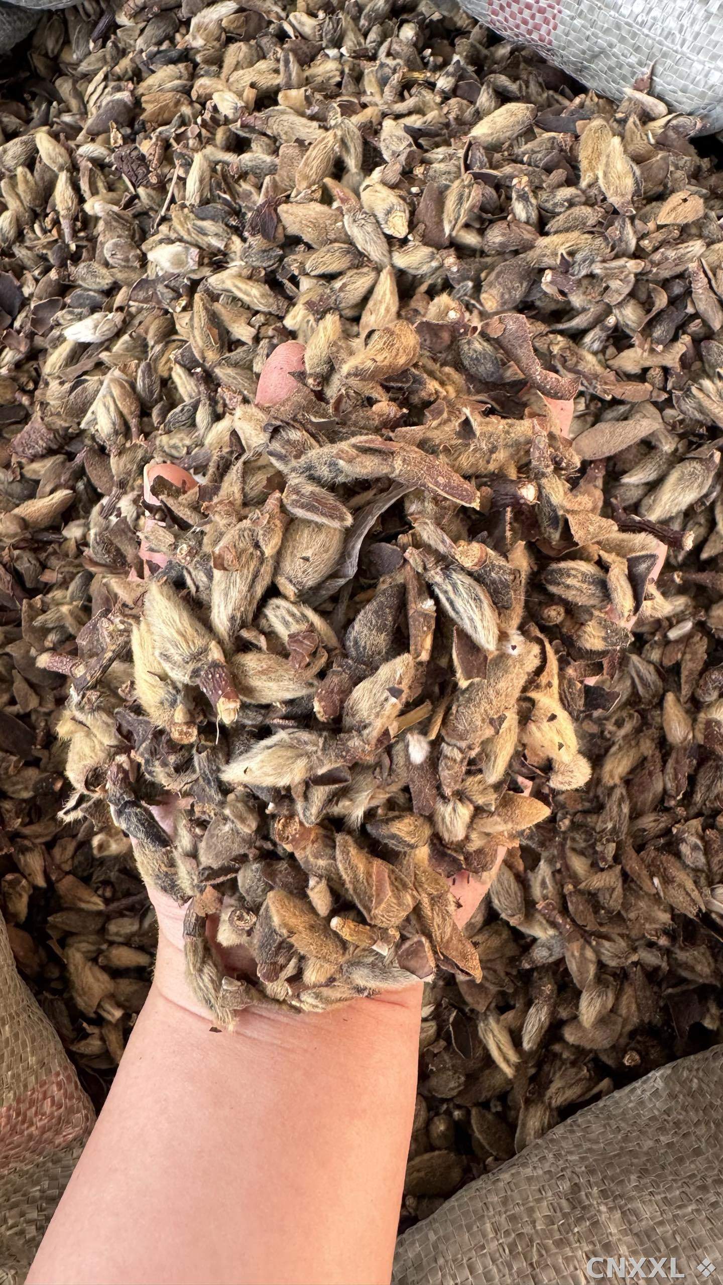 spice_5784644_9e2733e0_2.jpg