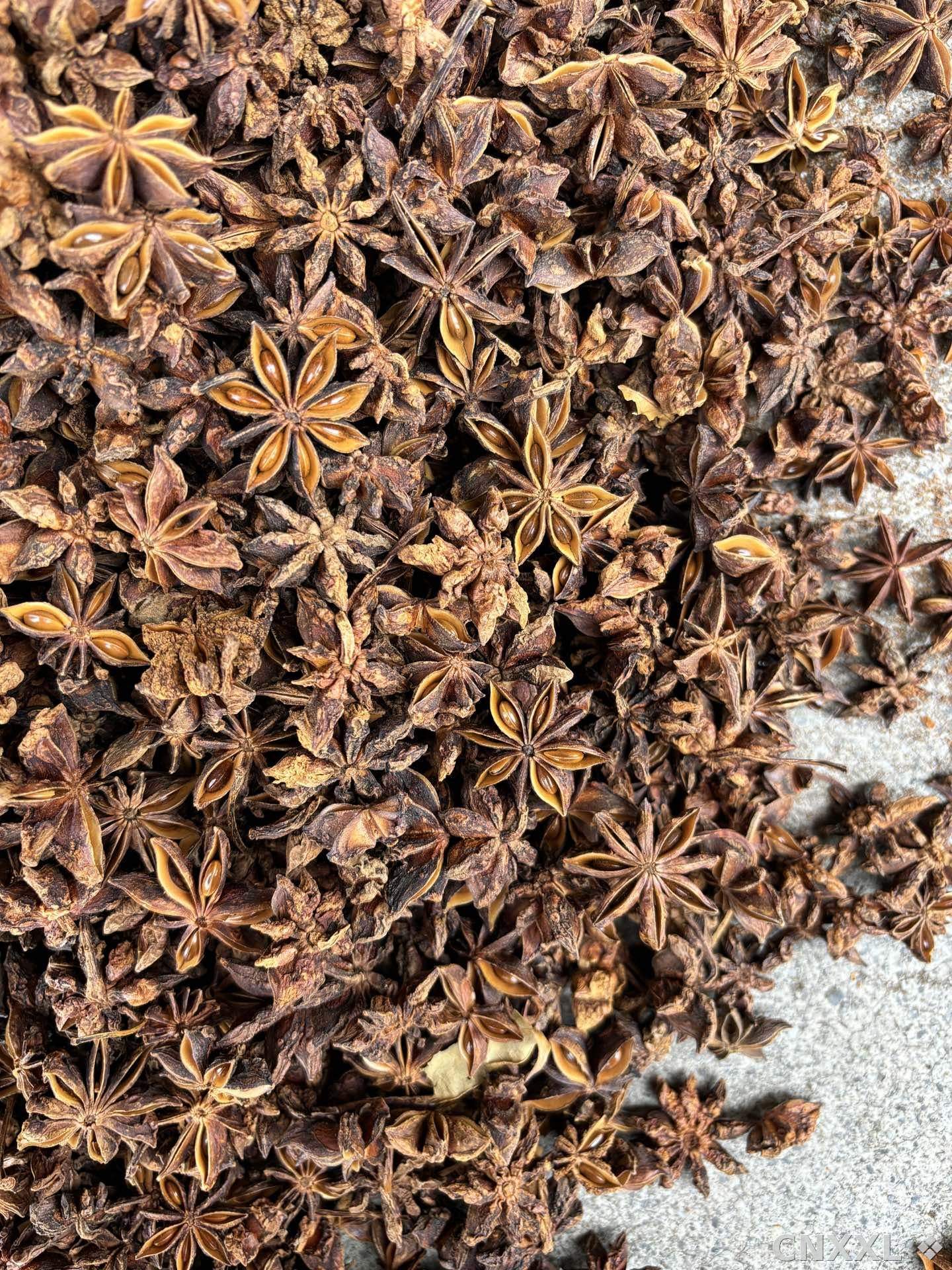 spice_5815639_a11fc594_3.jpg