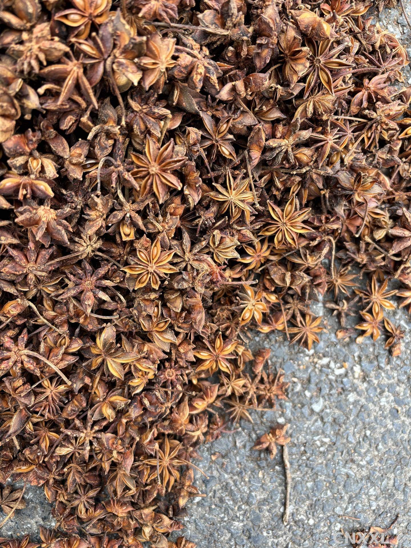 spice_5815642_e143b2a2_3.jpg
