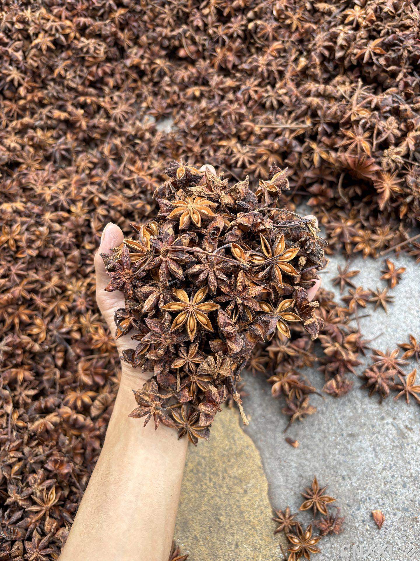 spice_5815647_e203bc9d_2.jpg