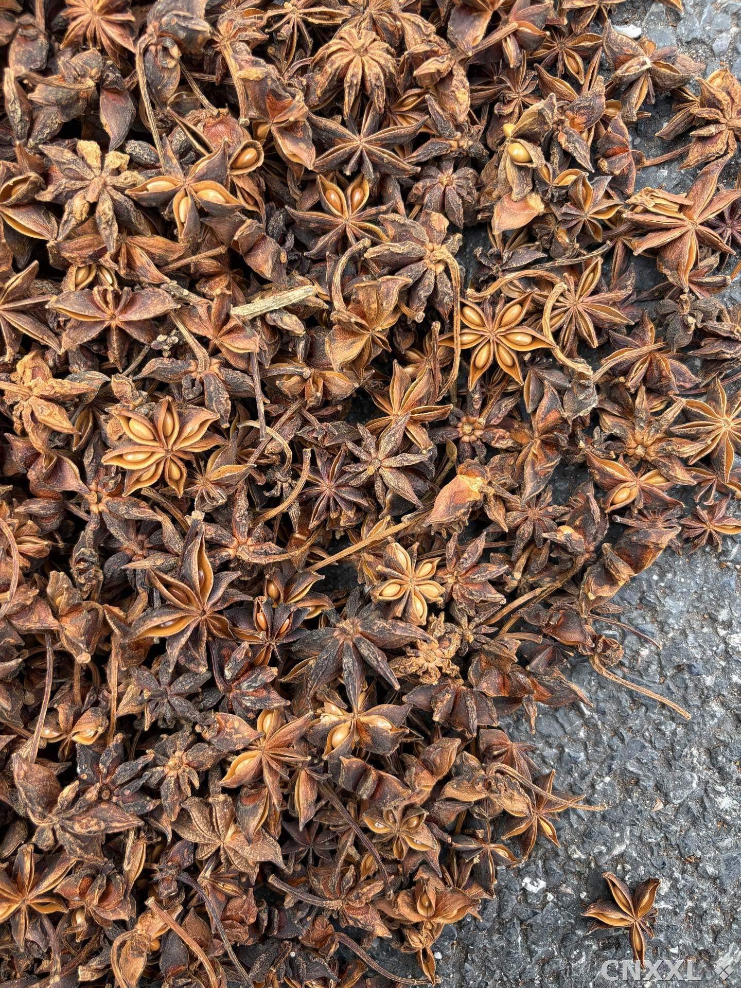 spice_5908722_2f935d96_3.jpg