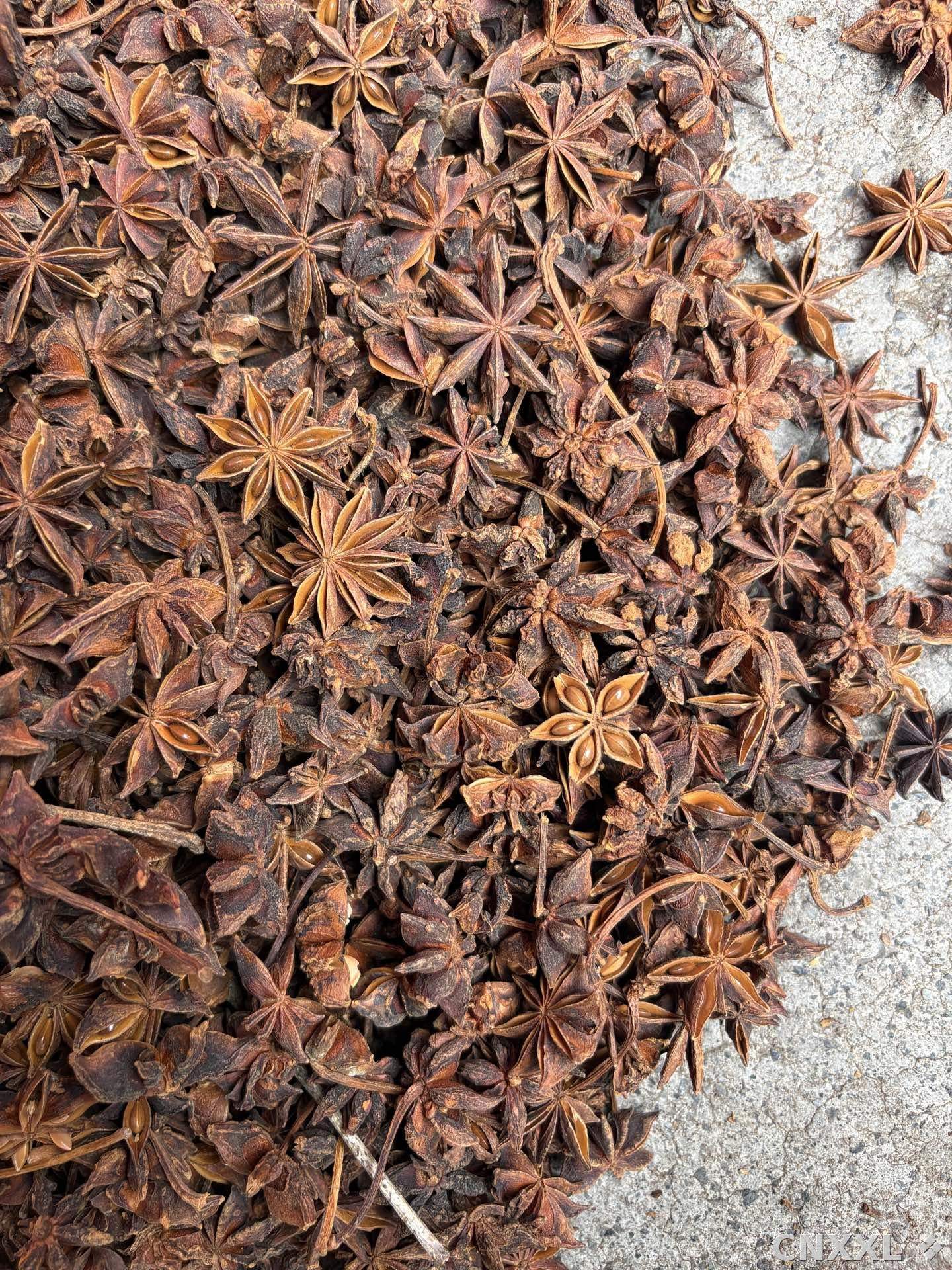 spice_5908722_fe62e3fa_3.jpg