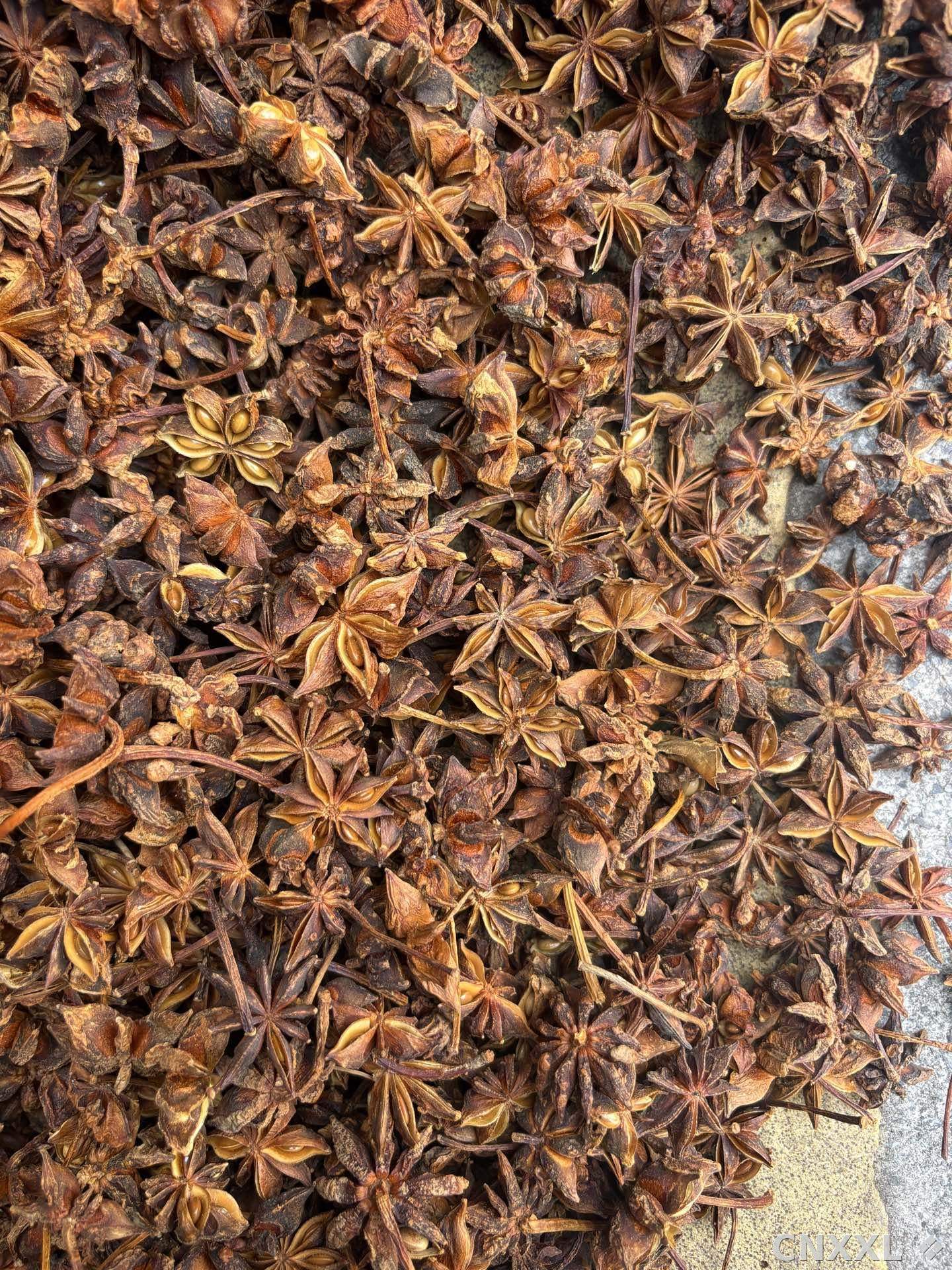 spice_5913896_58eb7415_3.jpg