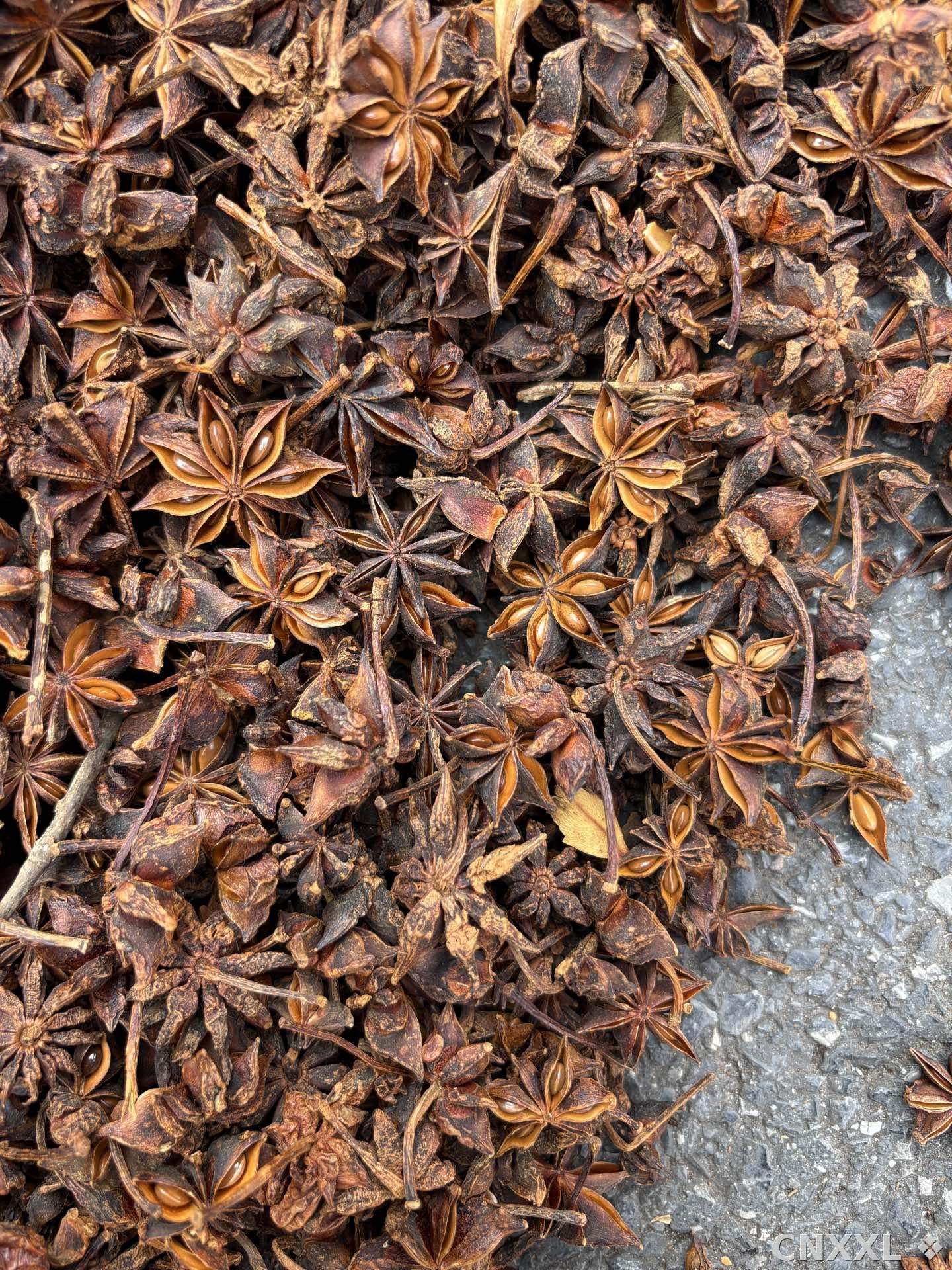 spice_6017415_bb49b6b7_3.jpg