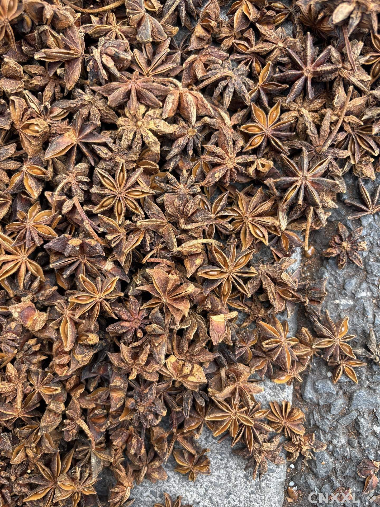 spice_6017429_2b5b2b5f_3.jpg