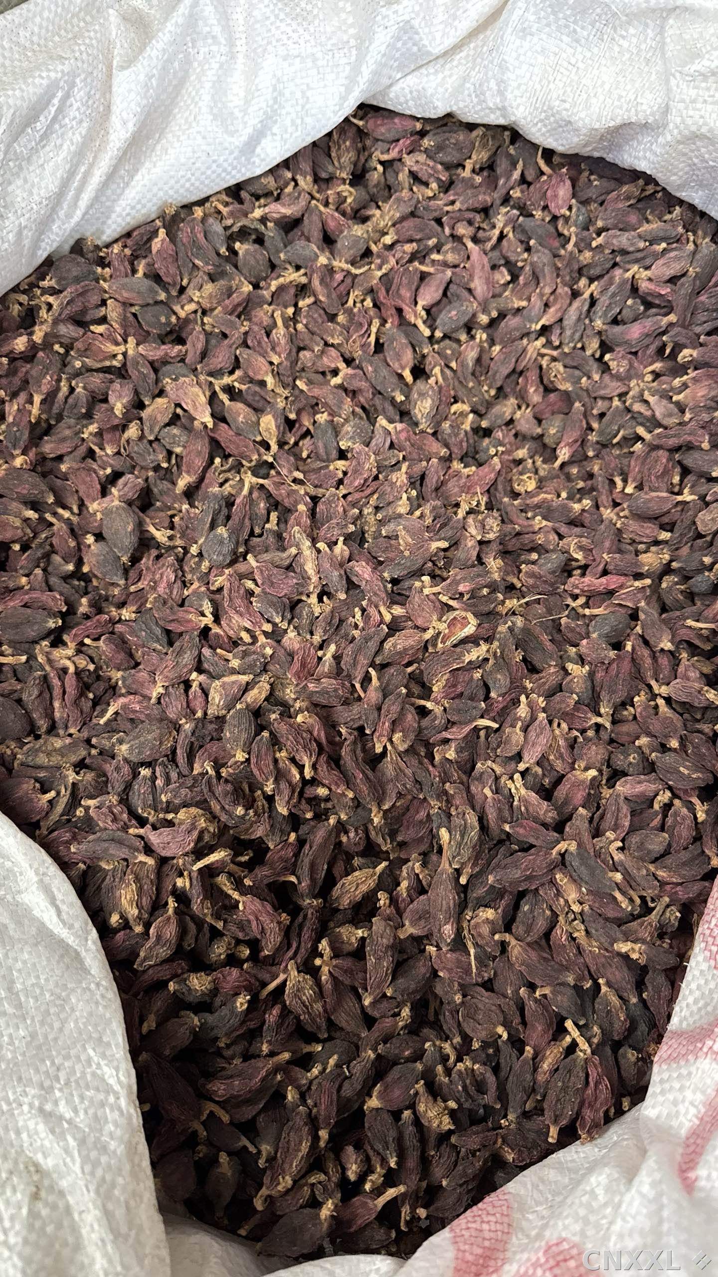 spice_6022596_45ca919e_3.jpg