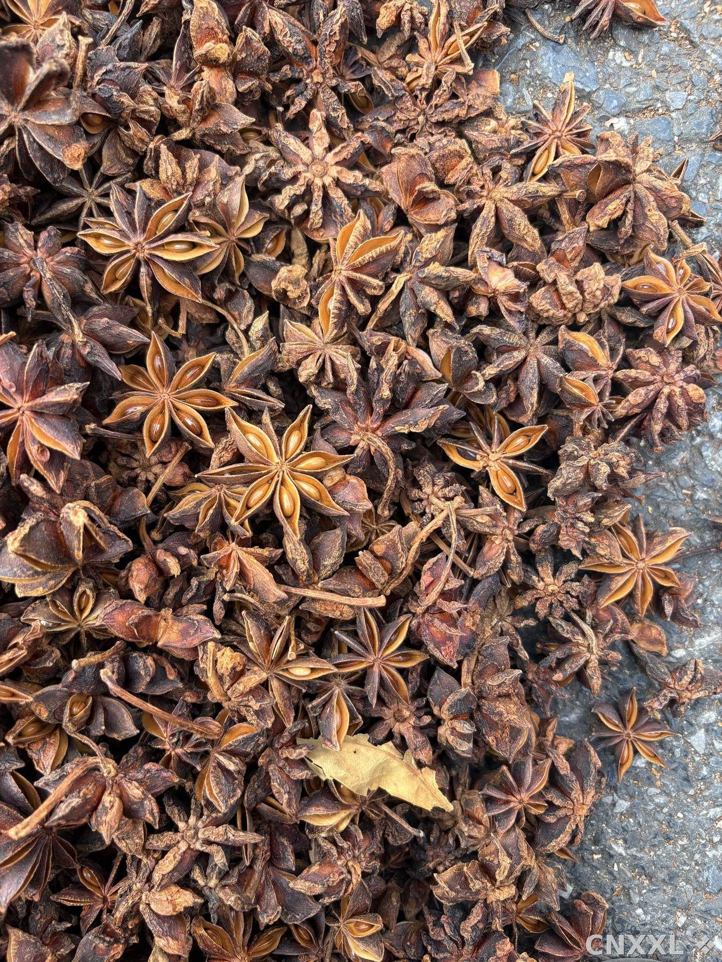 spice_6022603_48a5e4ae_3.jpg