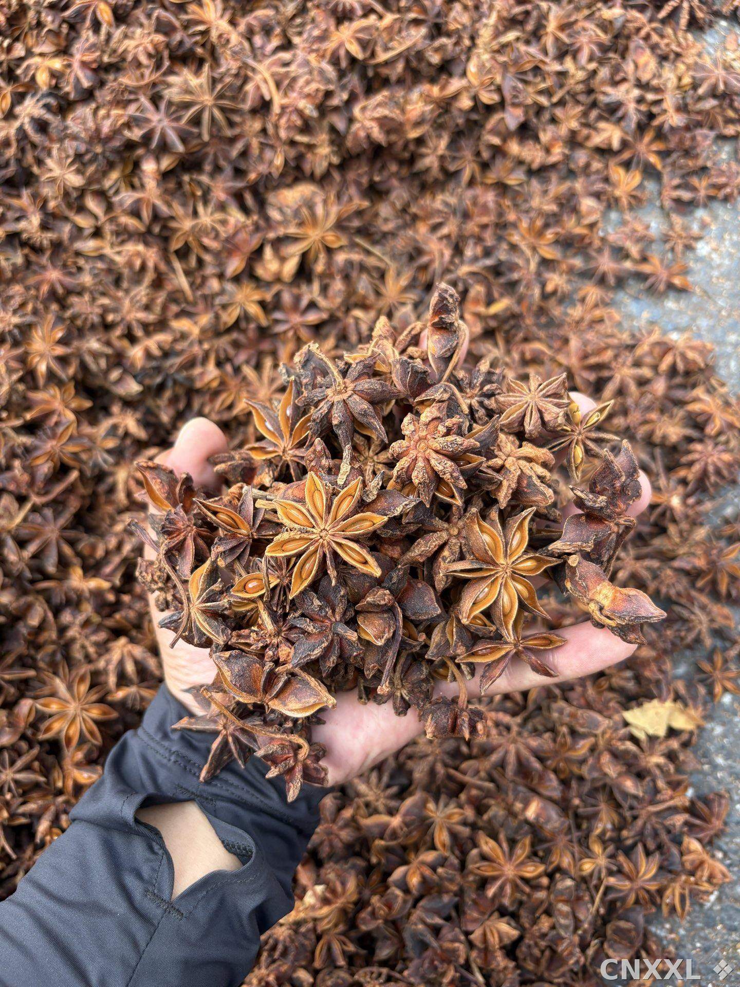 spice_6022603_9fede3ad_2.jpg