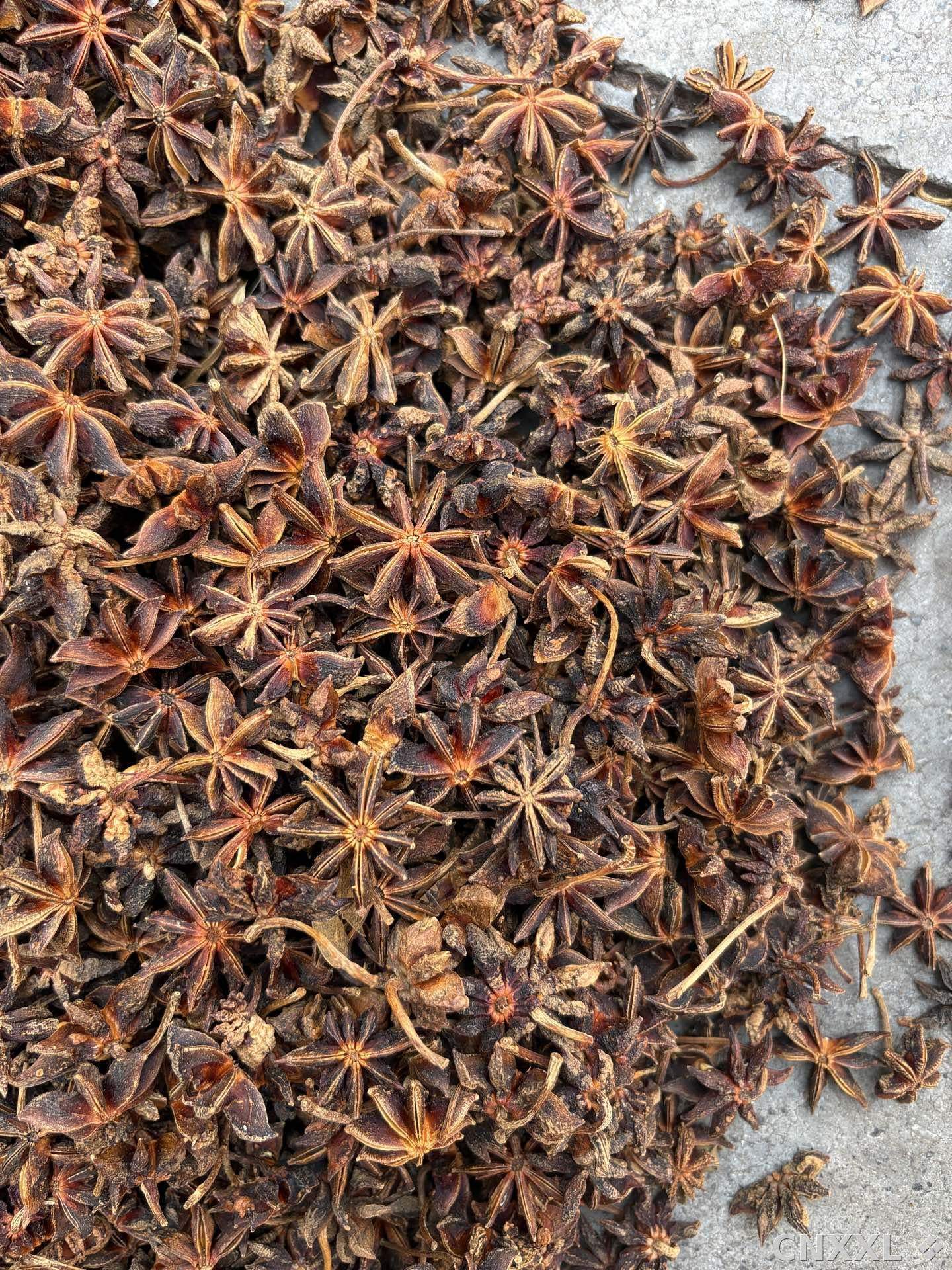 spice_6121051_fffc479a_3.jpg