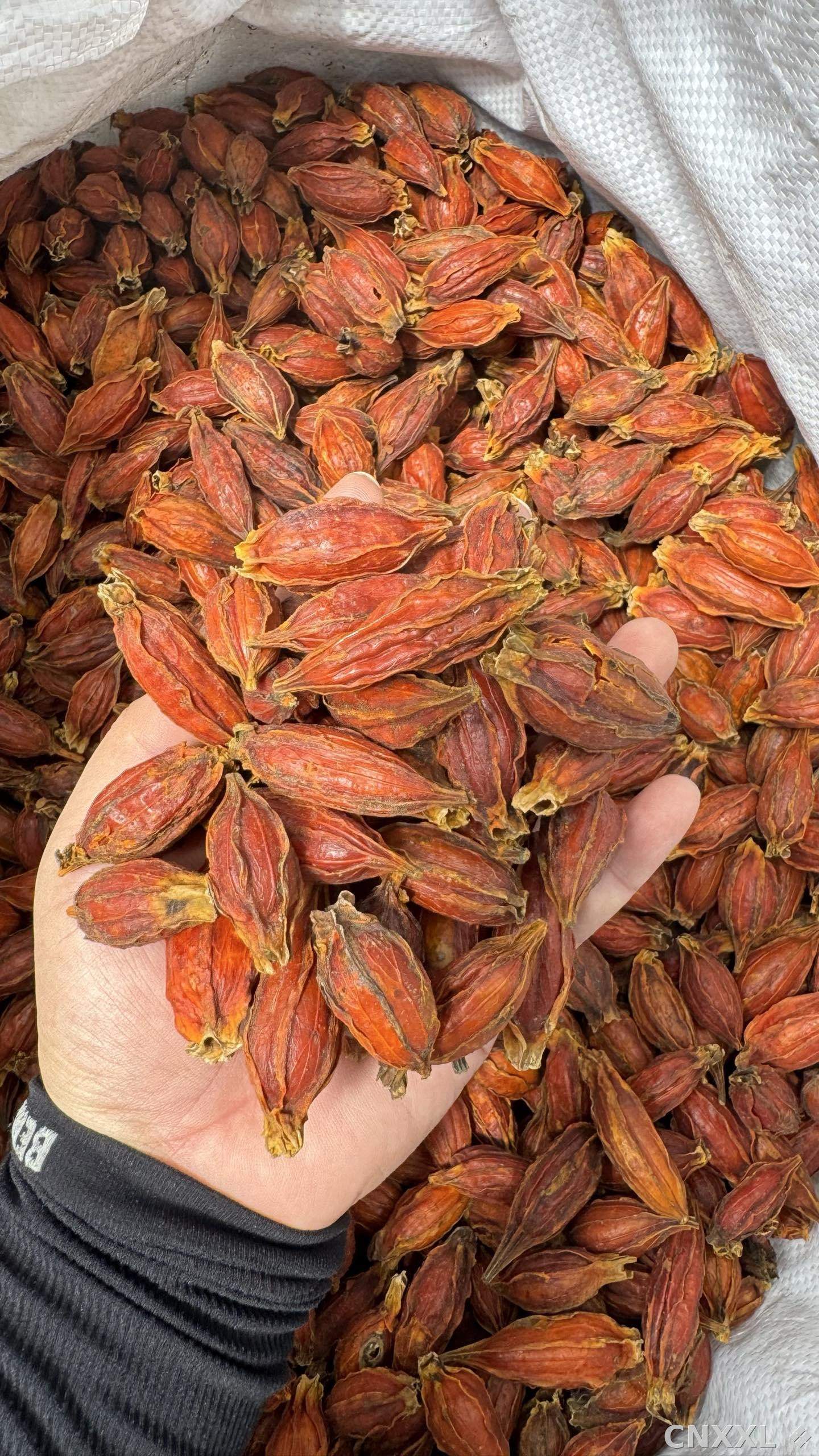 spice_6157378_e6d75716_2.jpg