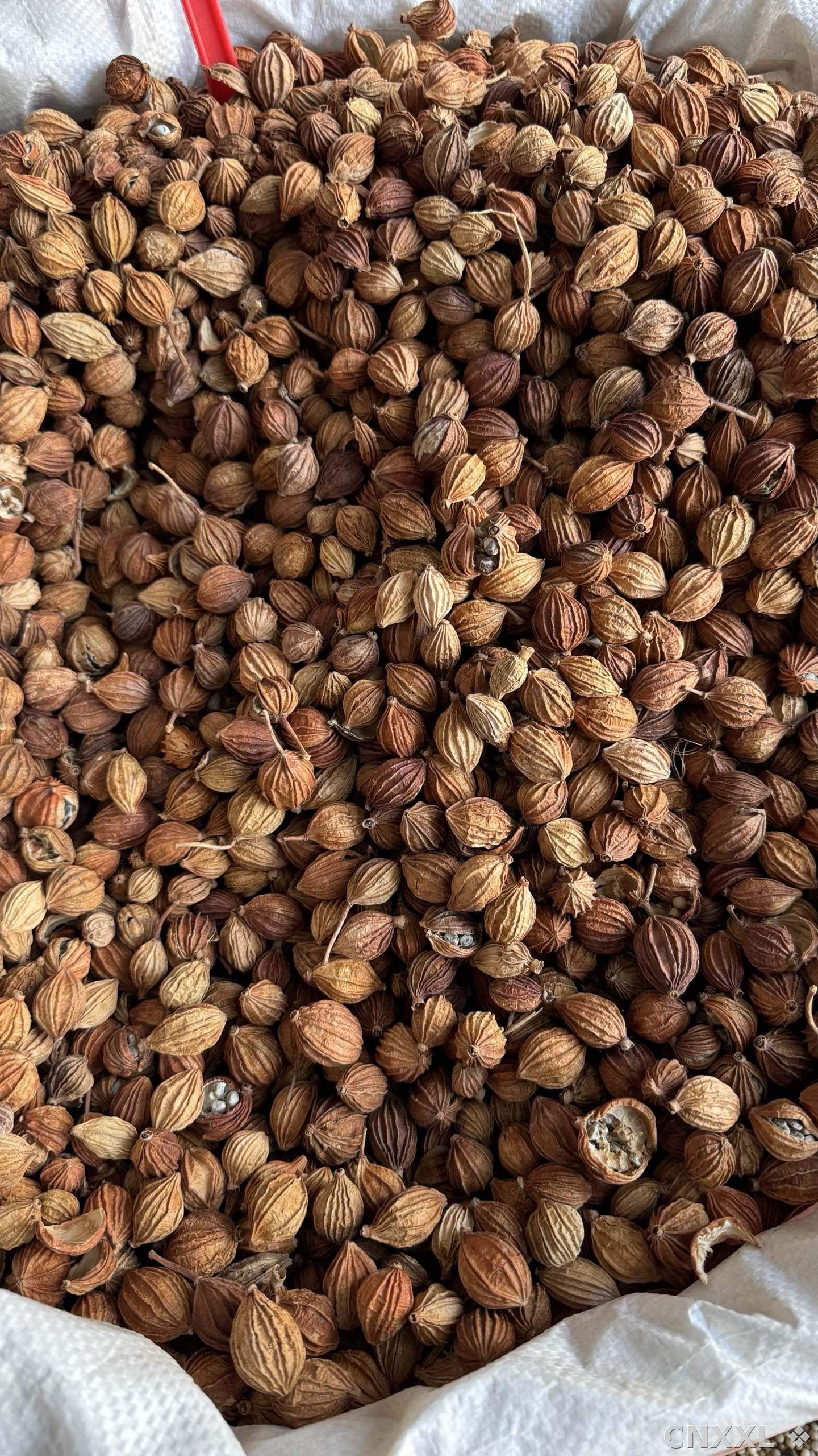 spice_6157379_eec8232b_3.jpg