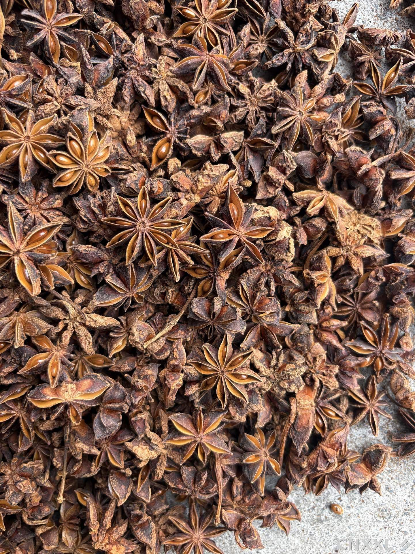 spice_6167745_8767c5ea_3.jpg