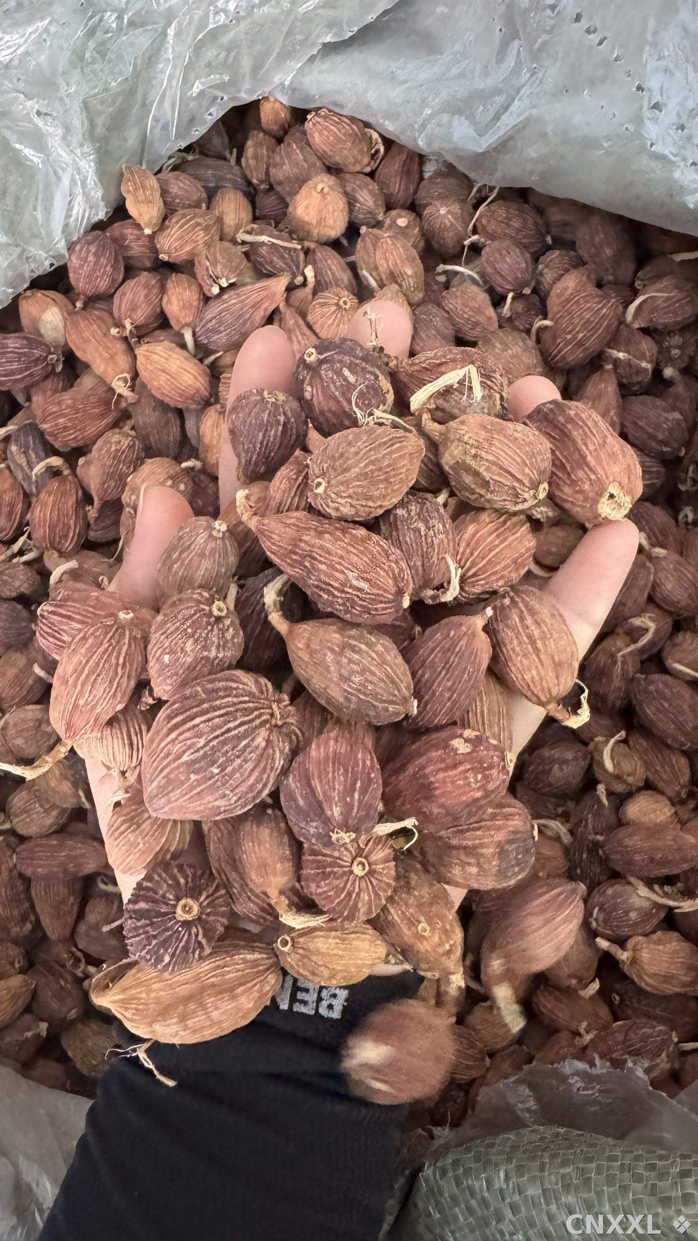 spice_6235224_9080dbec_2.jpg