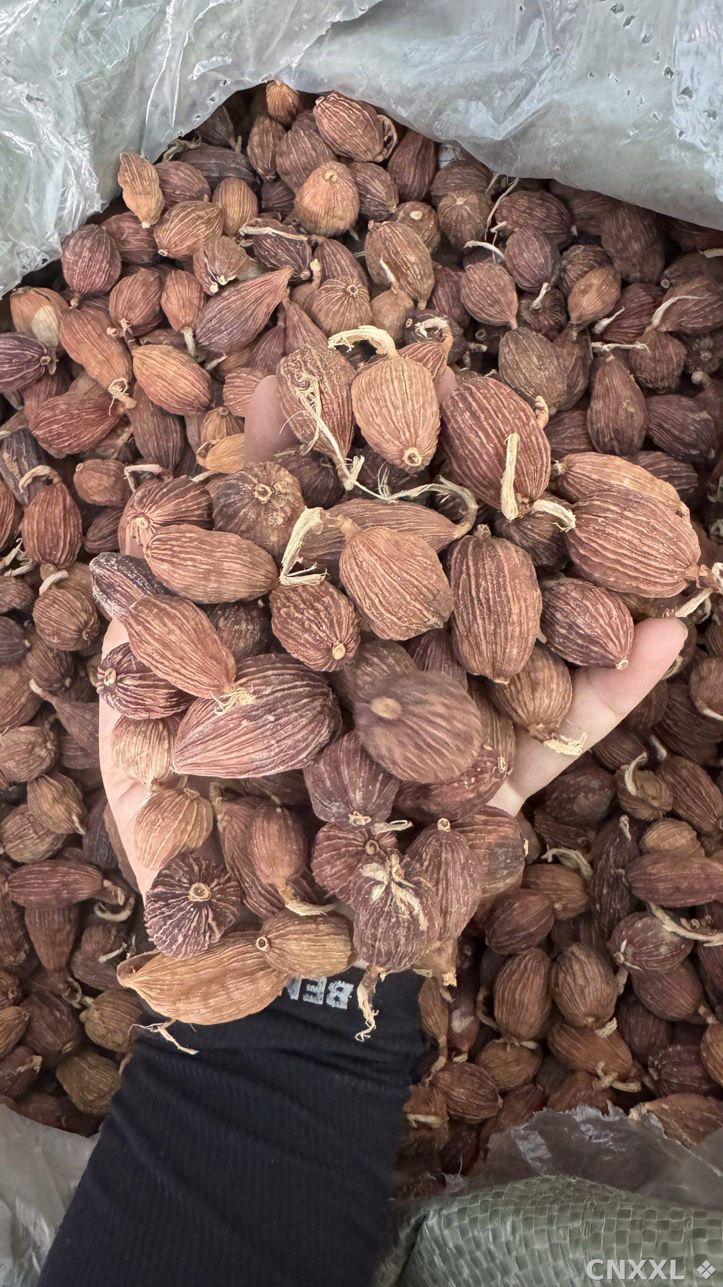 spice_6235224_d0ac0bc1_1.jpg