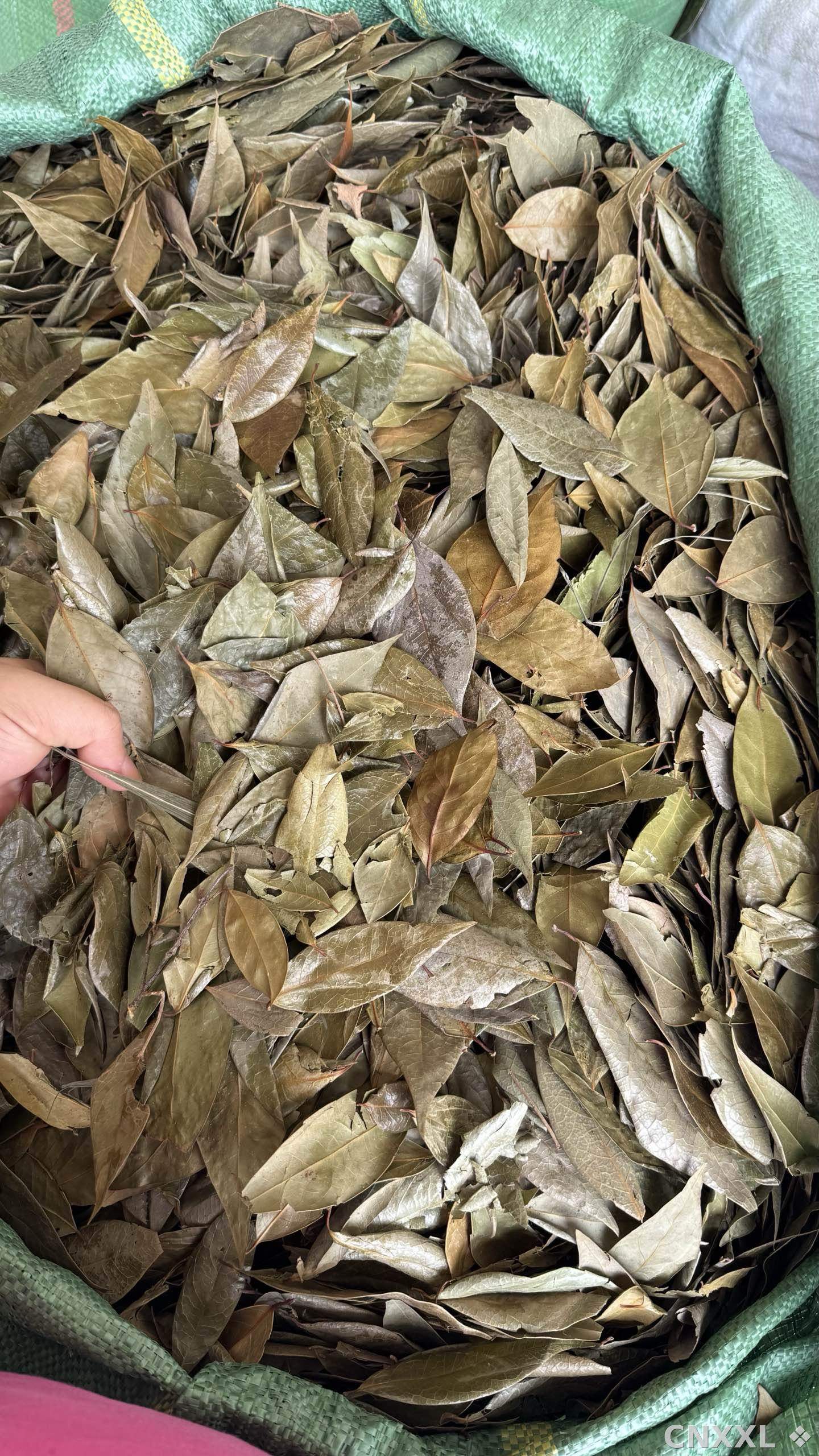spice_6271553_ad1eab1f_3.jpg